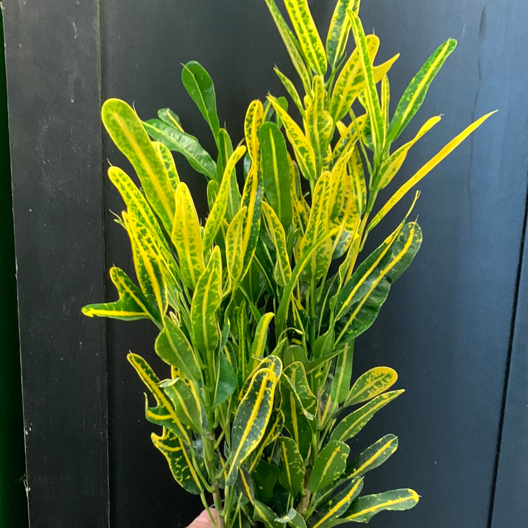 Croton Banana