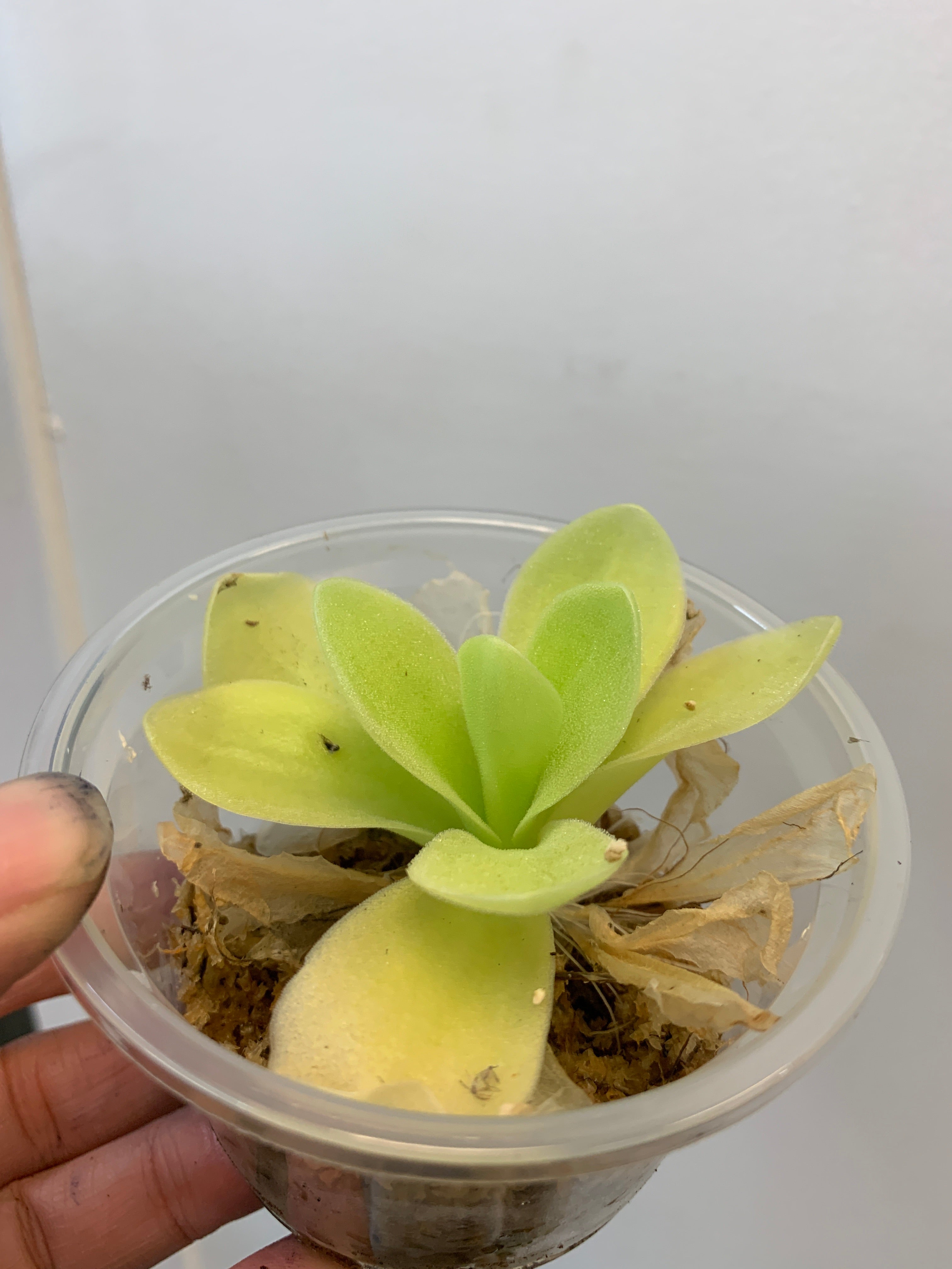 Pinguicula gigantea