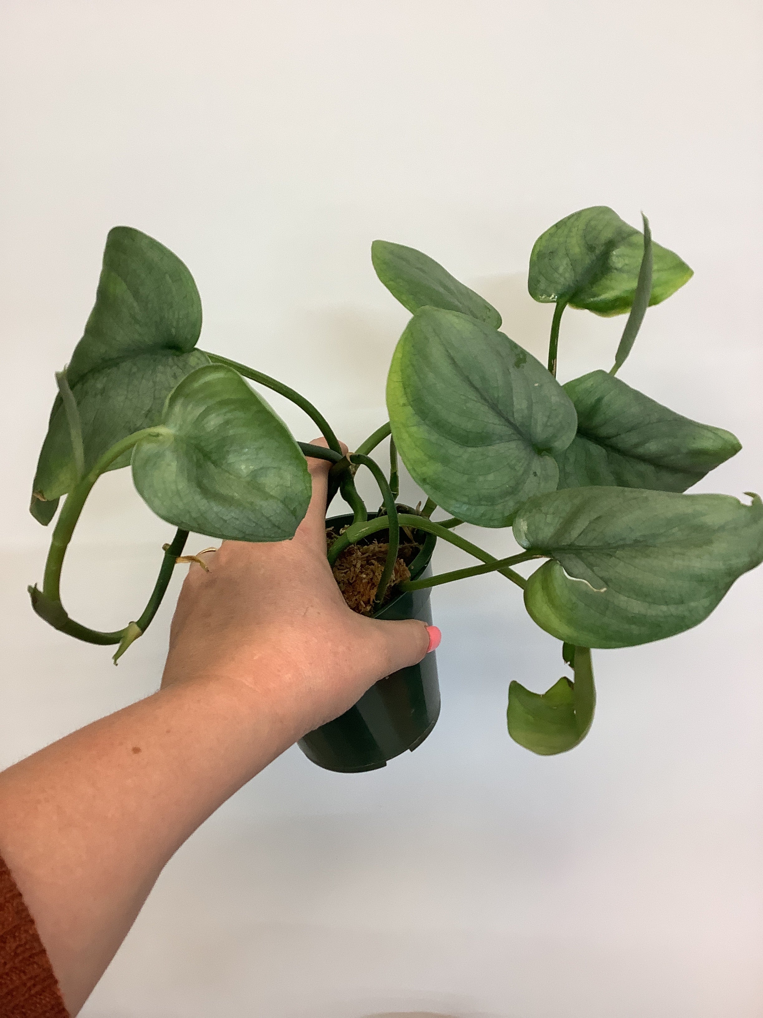 Scindapsus Silver Hero