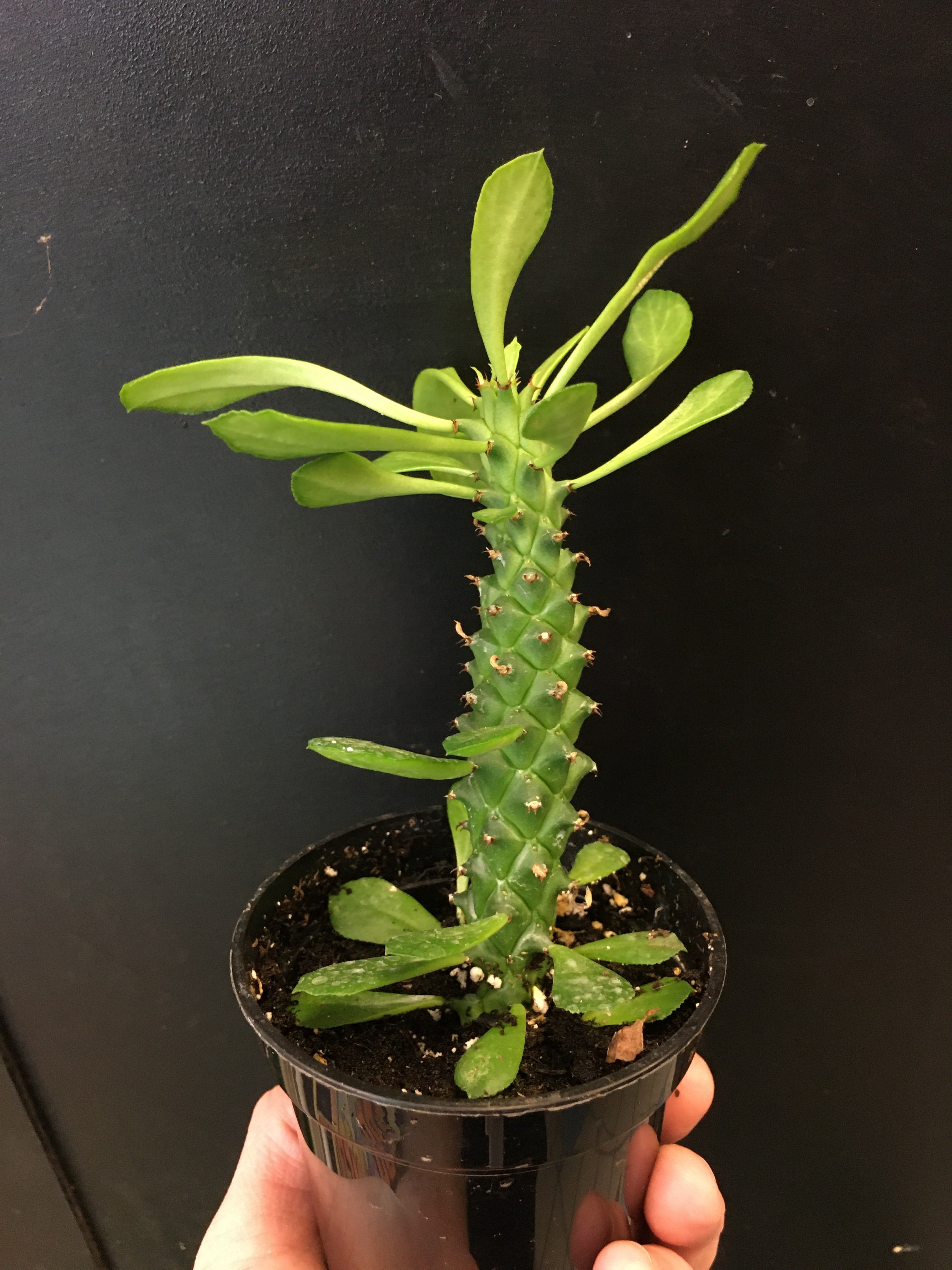 Monadenium guentheri