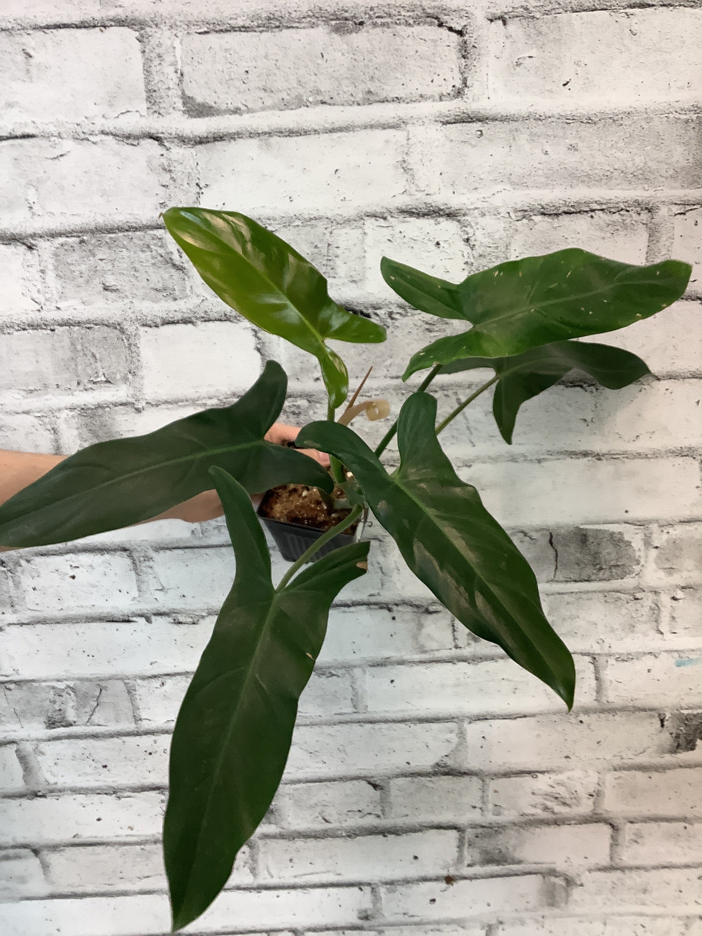 Philodendron Mexicanum