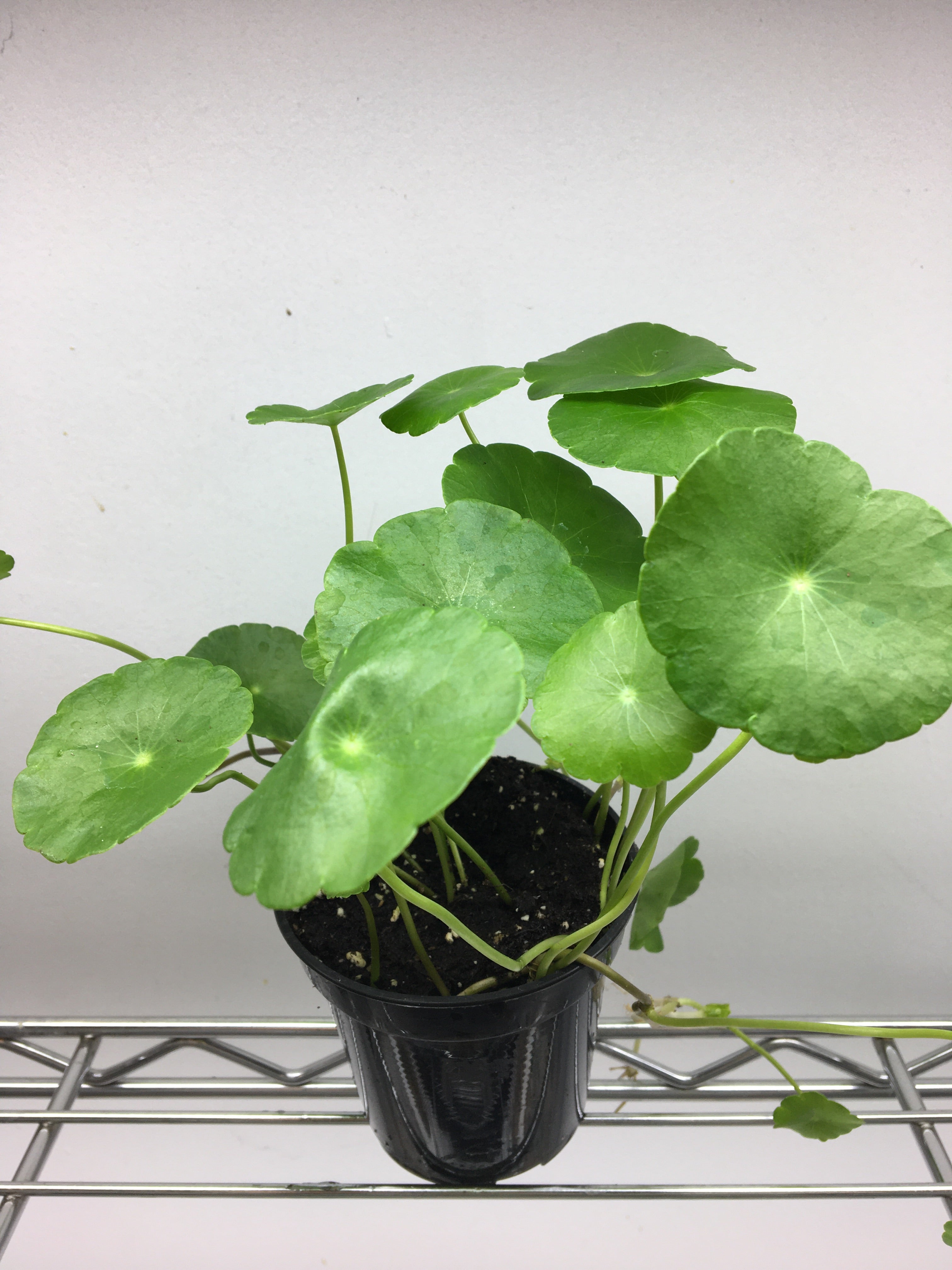 Hydrocotyle des marais