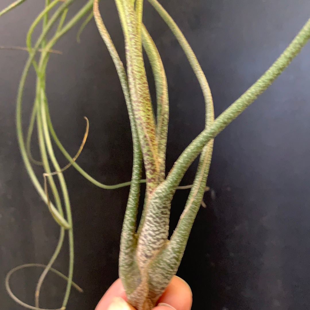 Tillandsia butzii