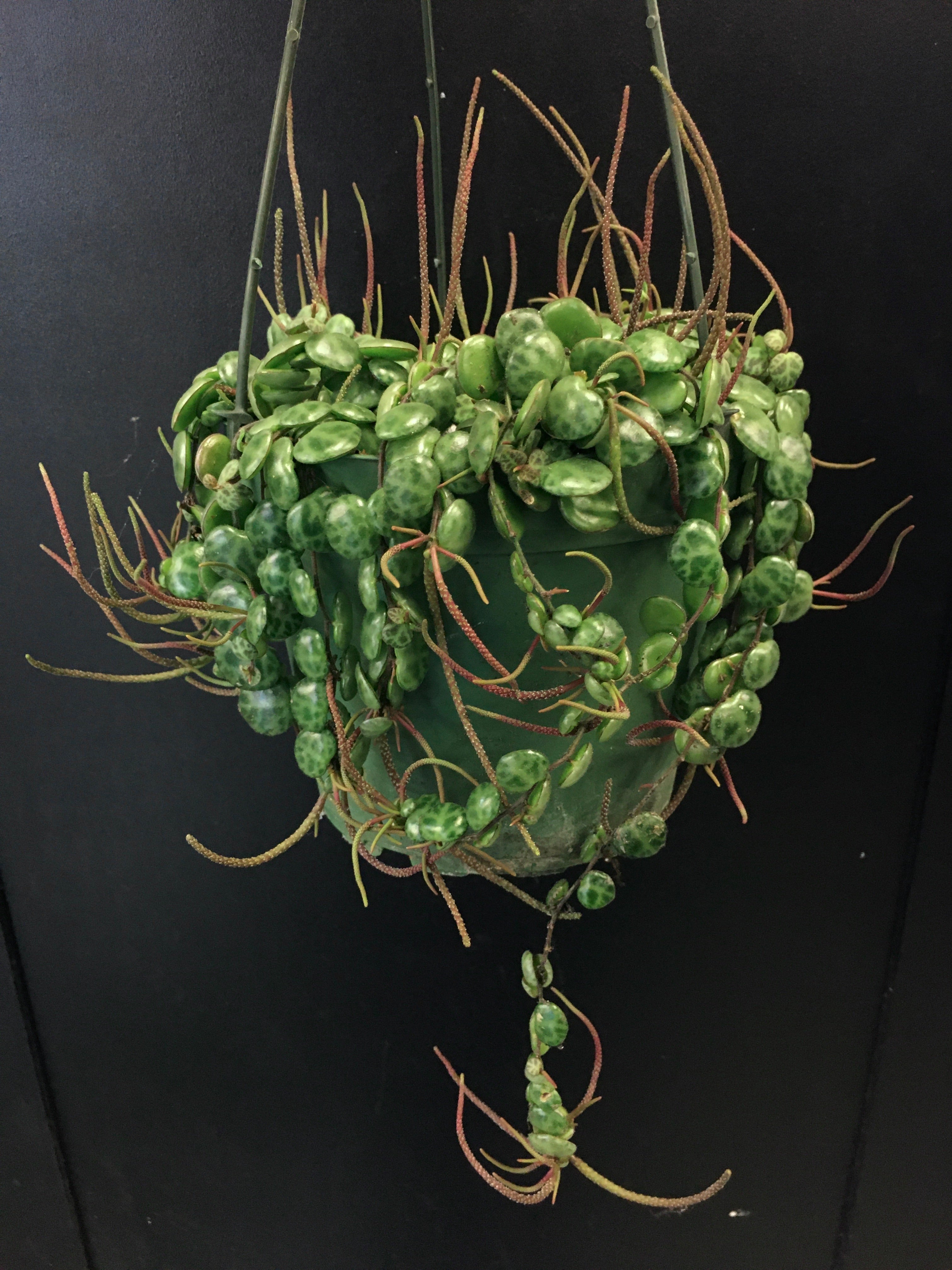 String of Turtles