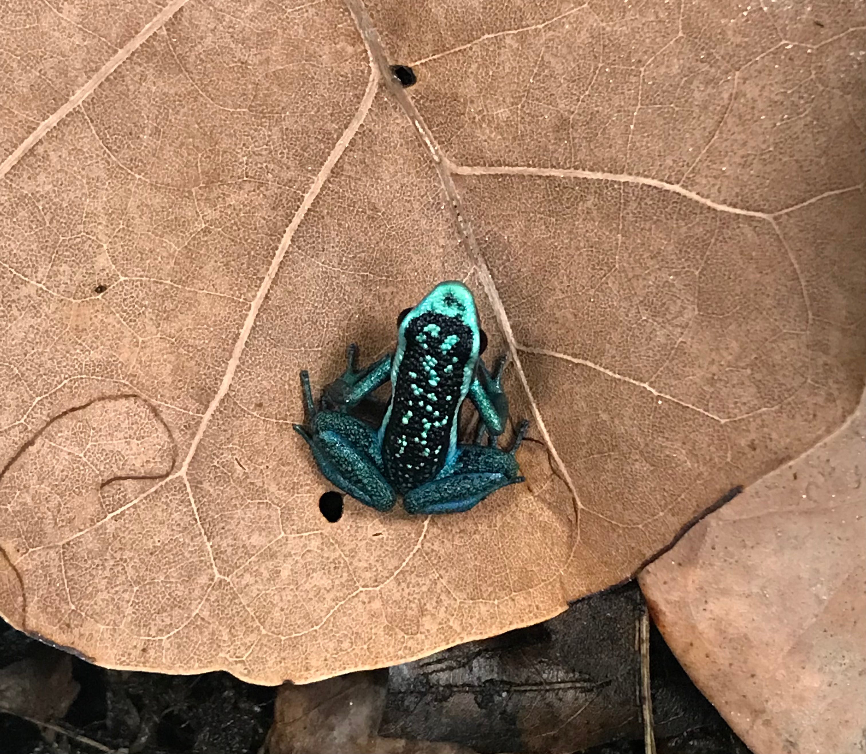 Ameerega bassleri 'Bleu/Vert Chrome'