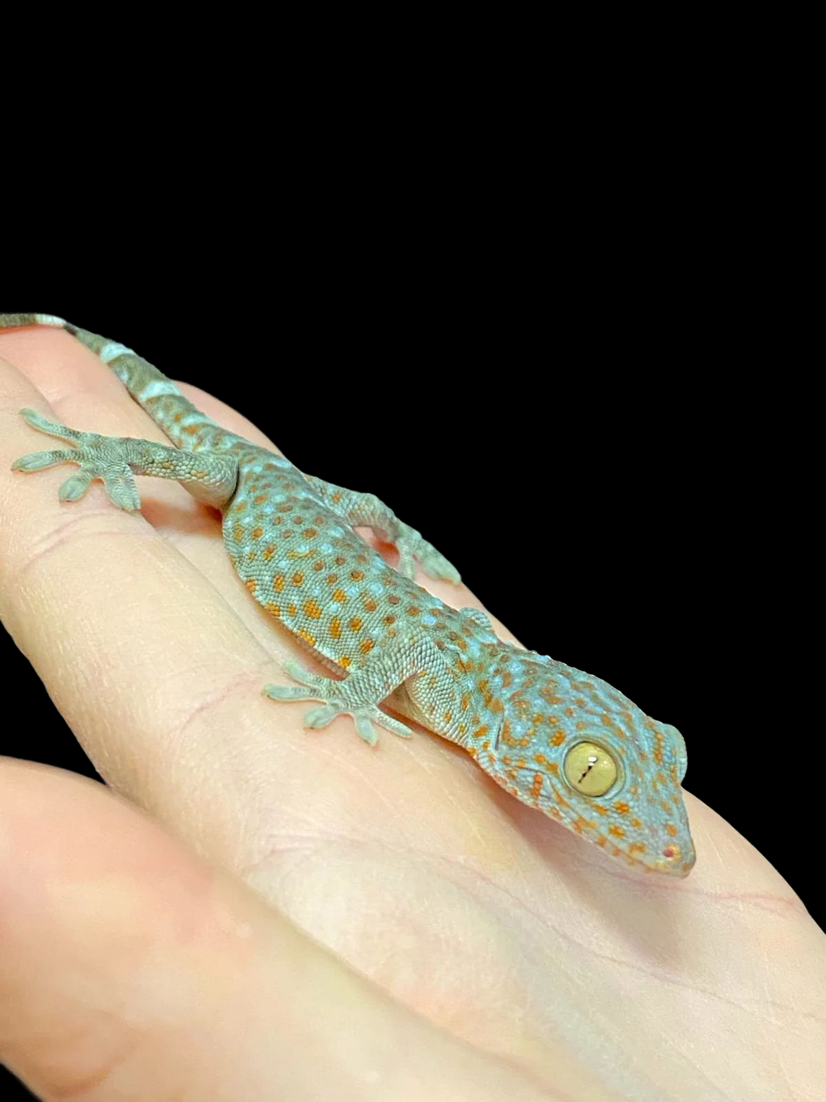 Gecko Tokay (Le Granit)
