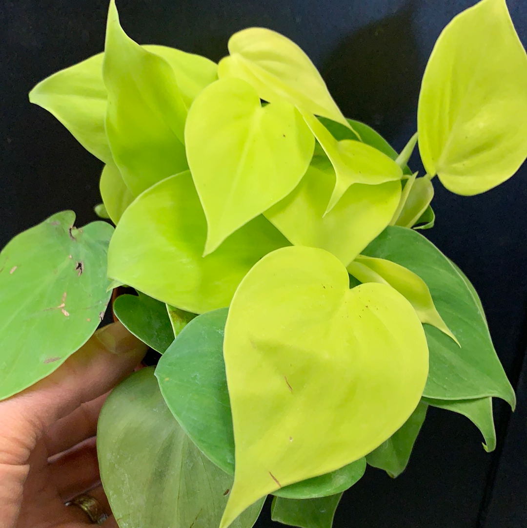 Philodendron cordatum Lemon Lime