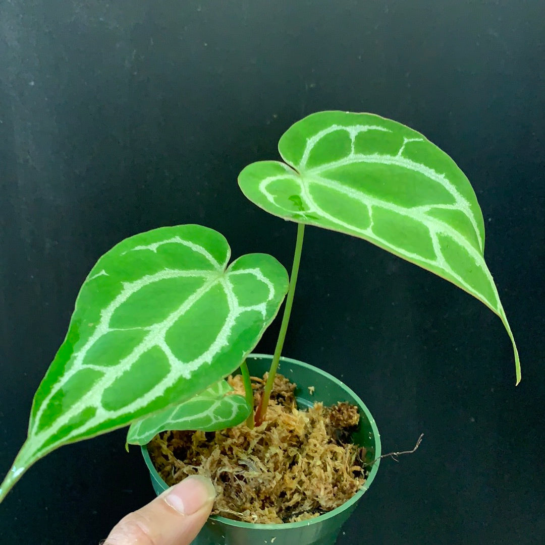 Anthurium crystallinum