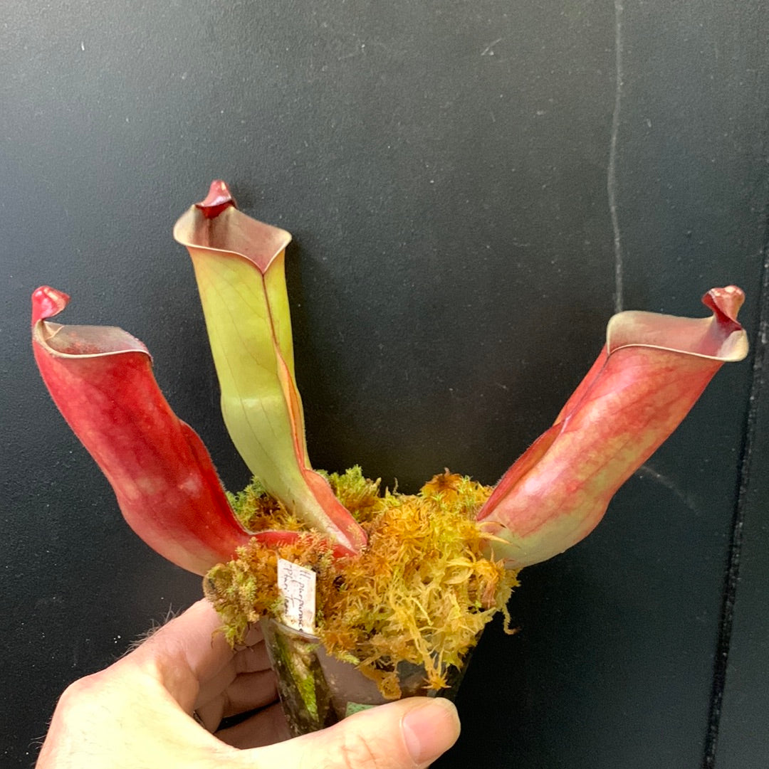 Heliamphora purpurascens Ptari Tepui