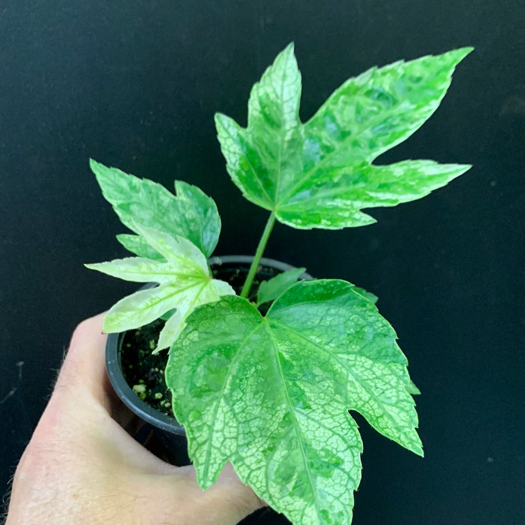 Fatsia japonica 'Toile d'araignée'