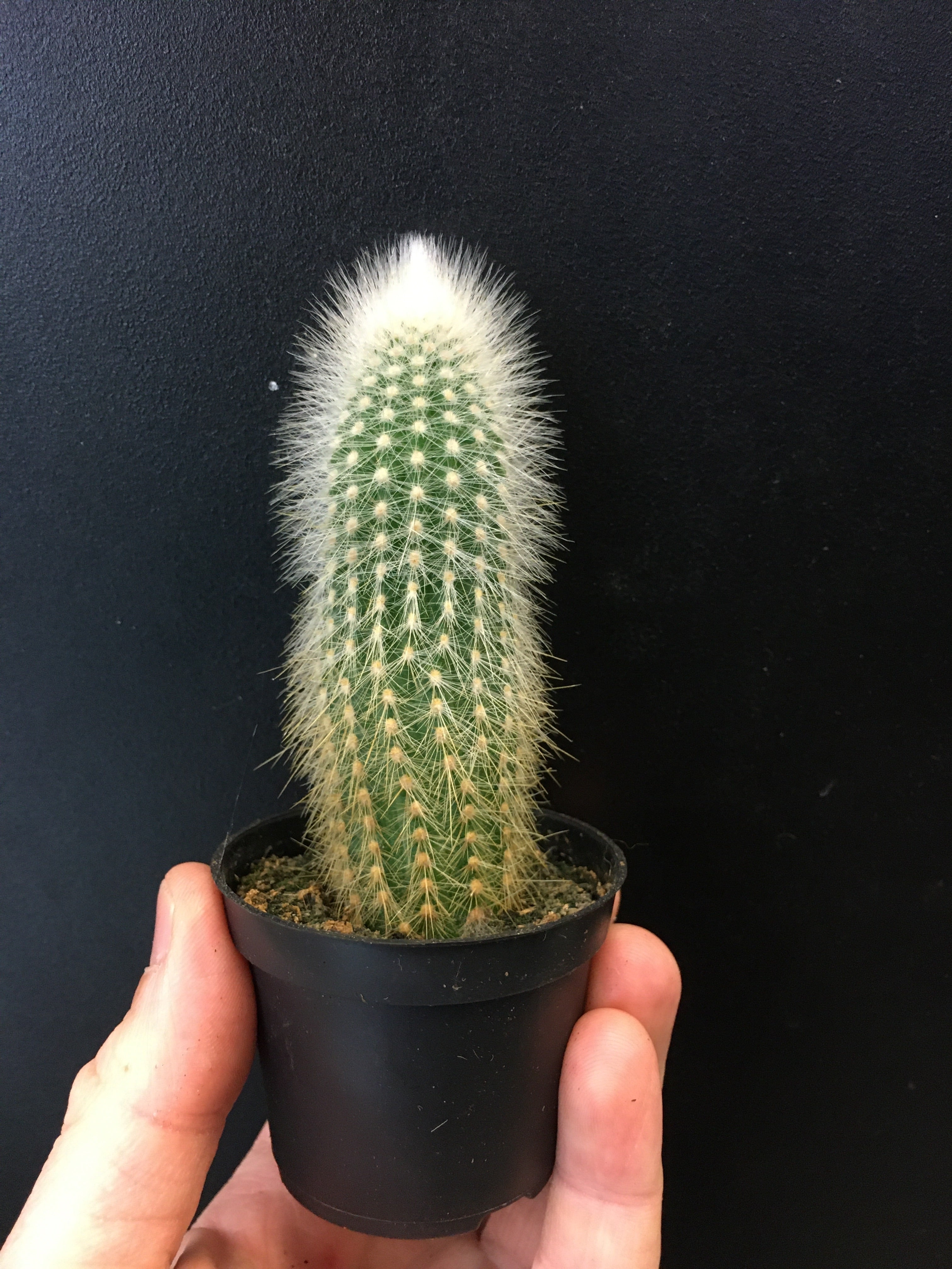 Assortiment de cactus