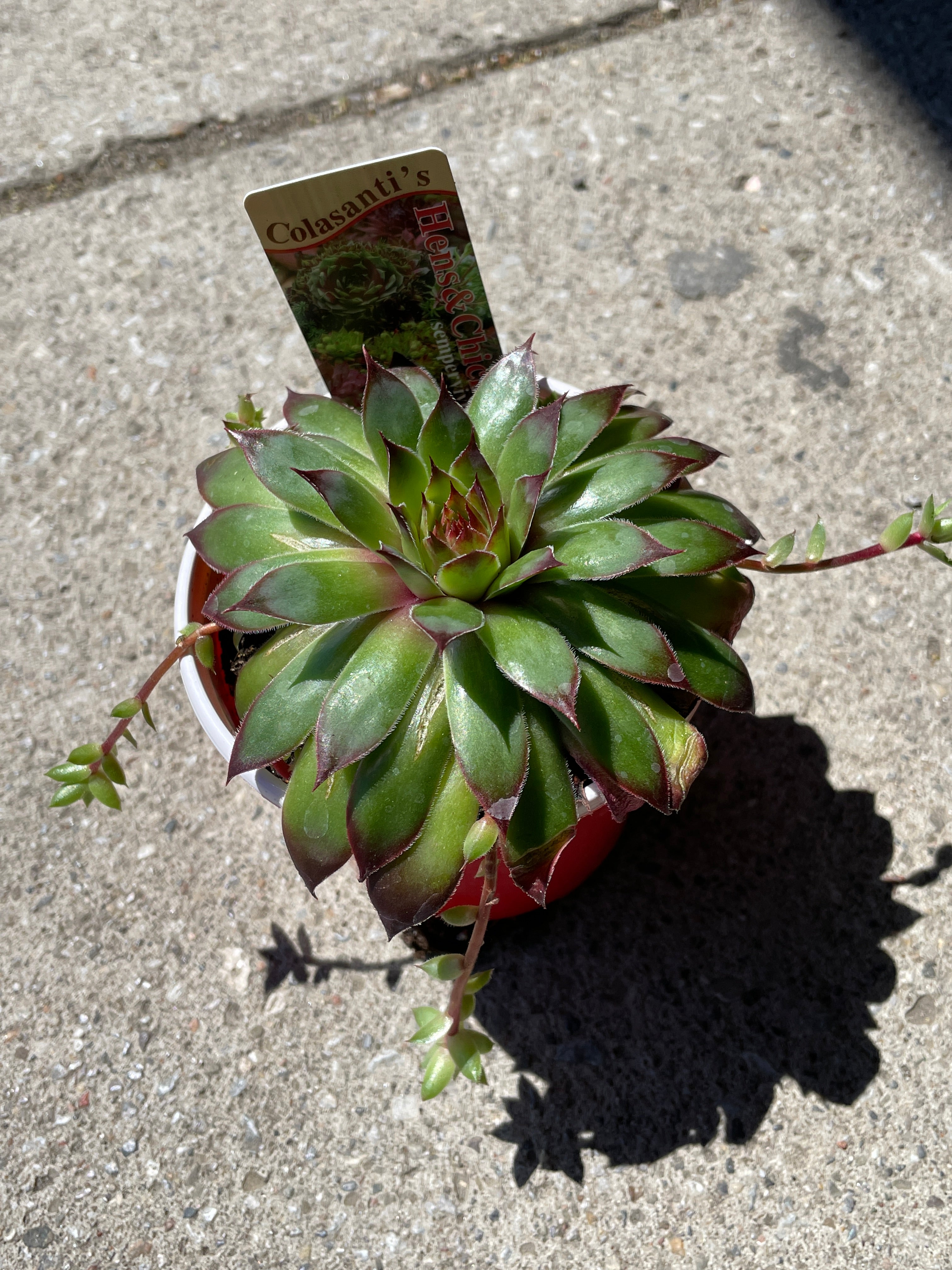Sempervivum