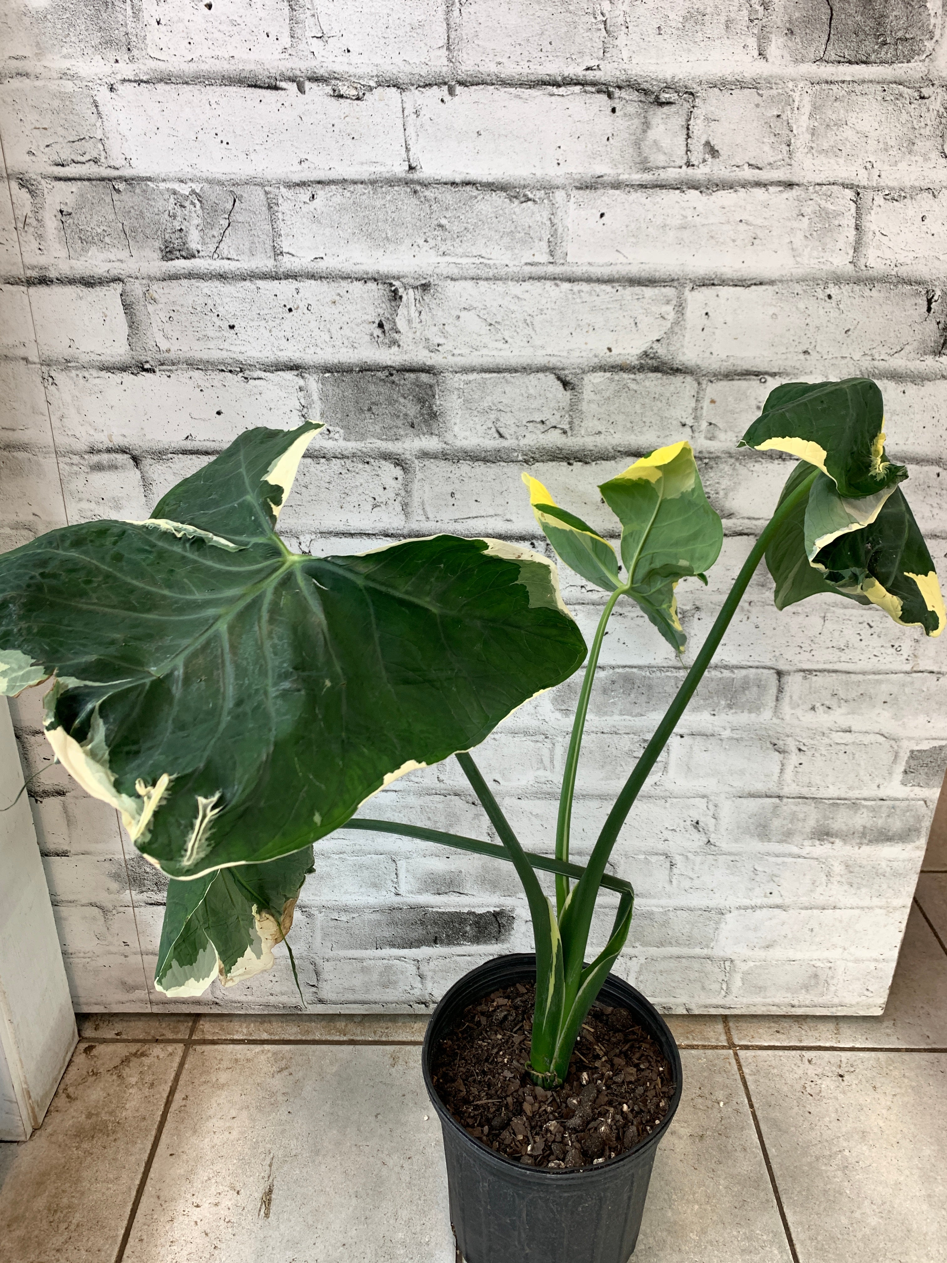 Xanthosoma Mickey Mouse