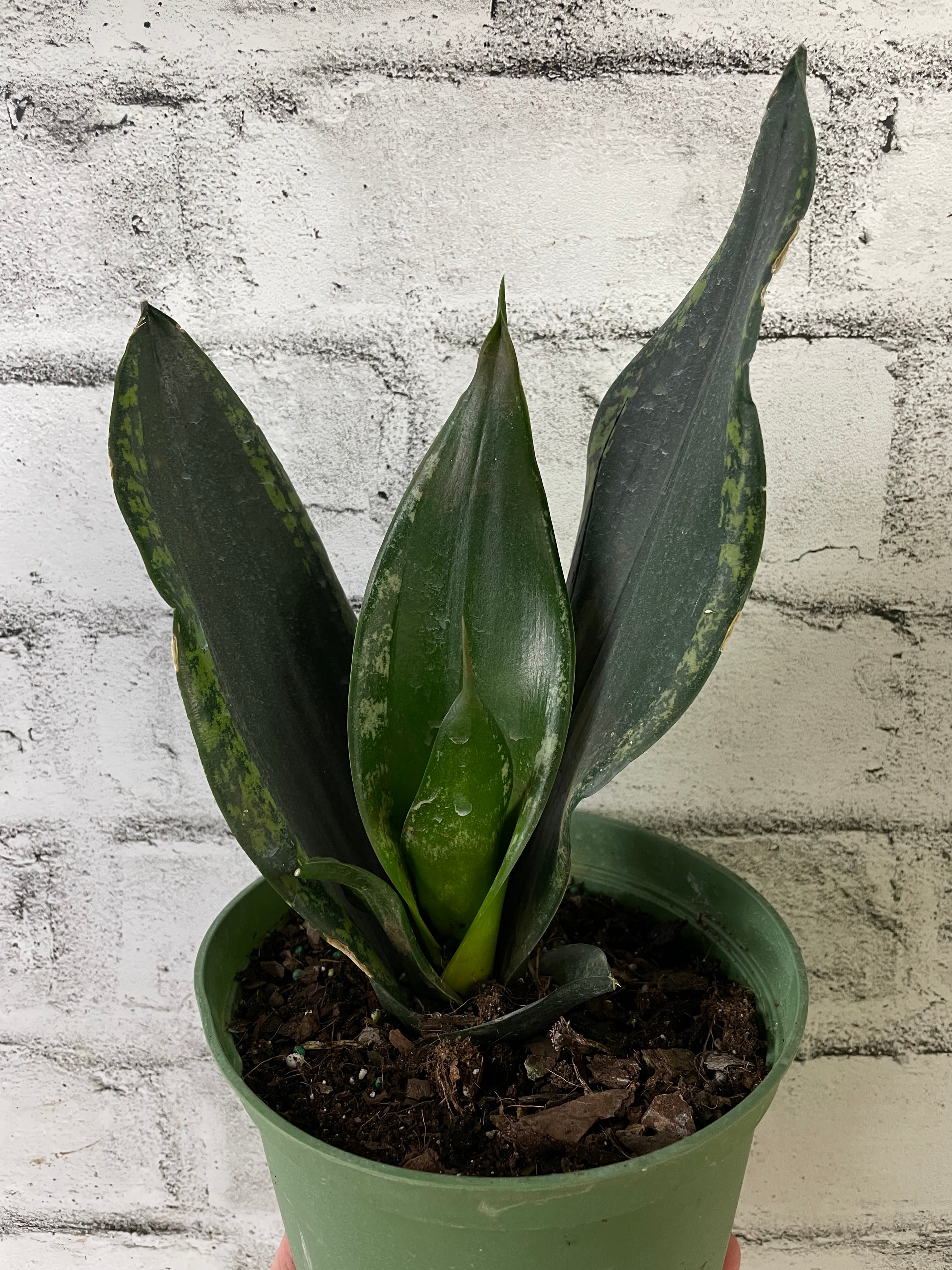 sansevieria trifasciata silver flame Sansevieria 'Silver Flame'