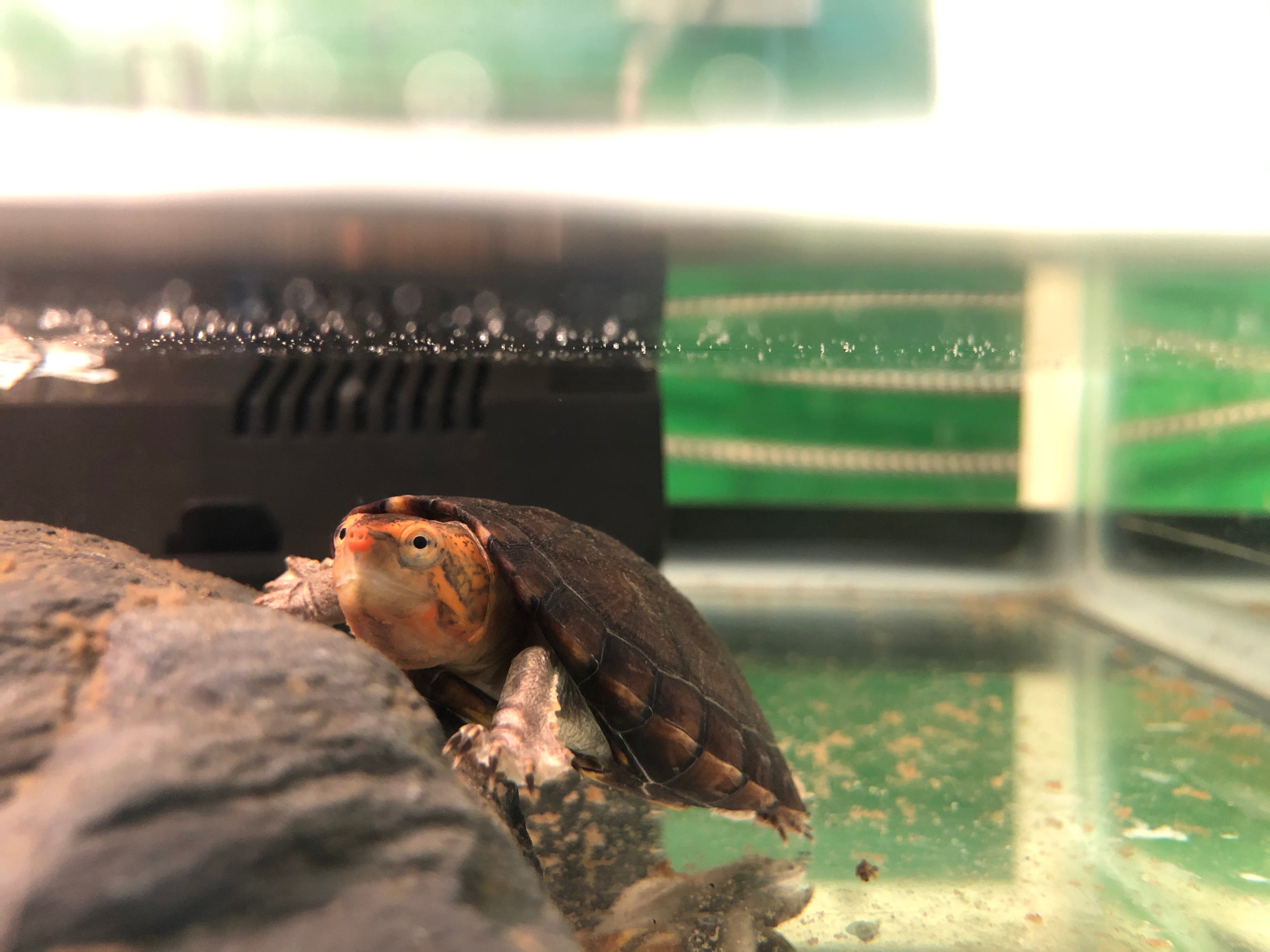 Tortue de boue à joues rouges