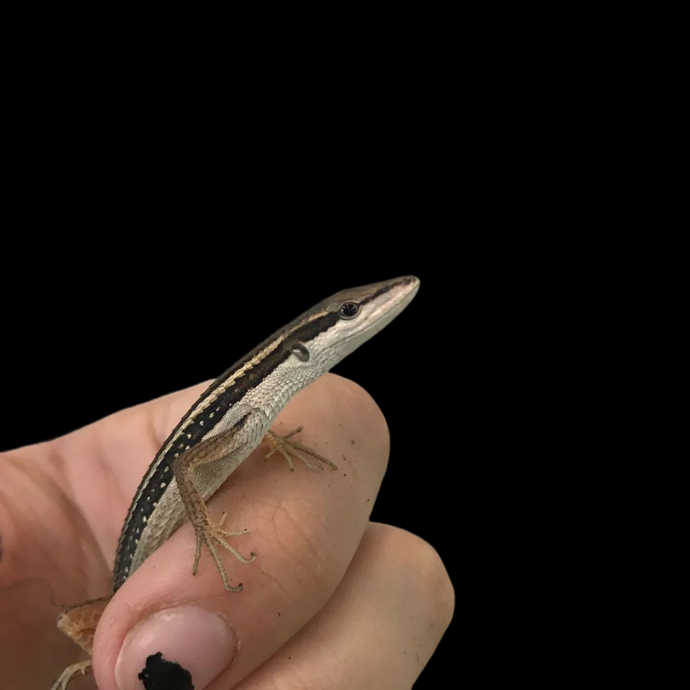 Long-tailed Grass Lizard - Main Image