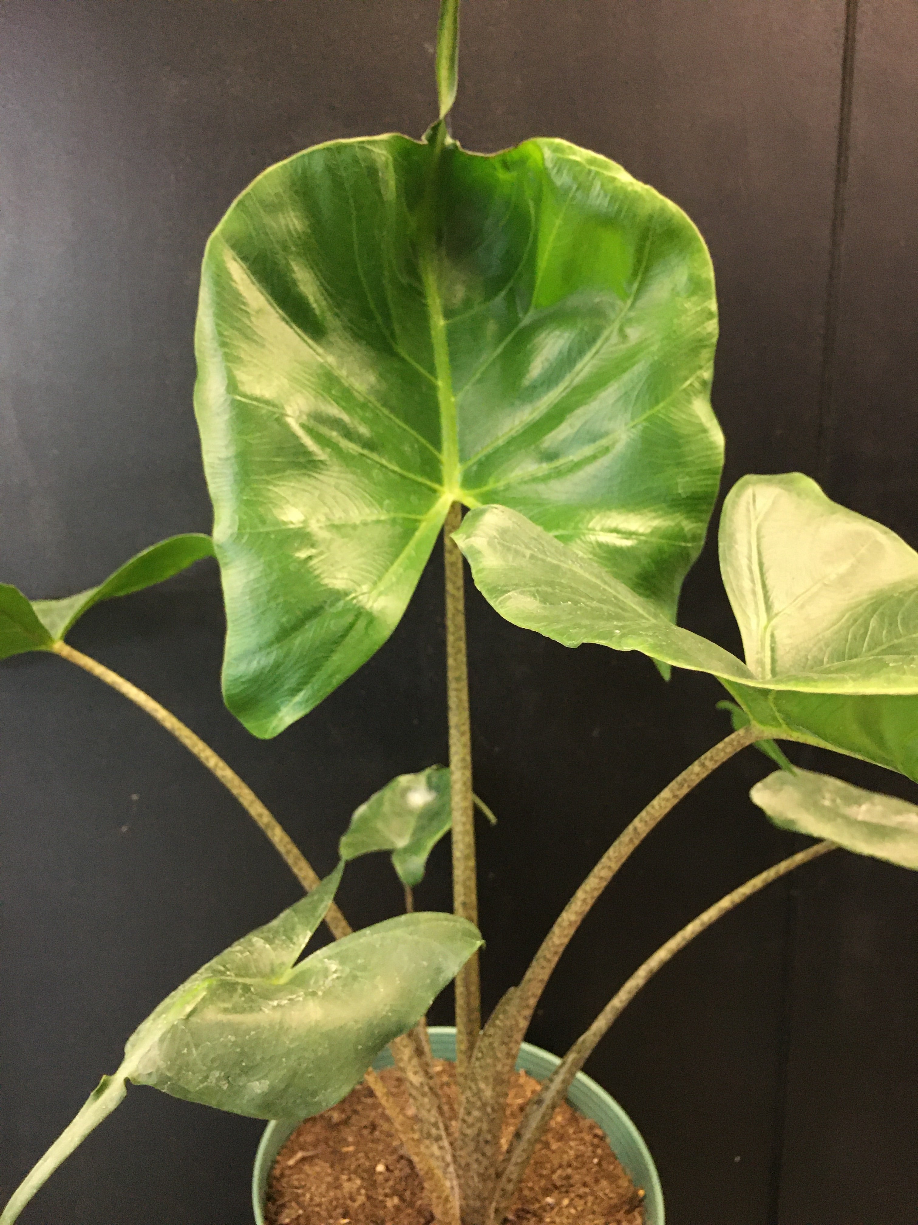 Alocasia 'Stingray'
