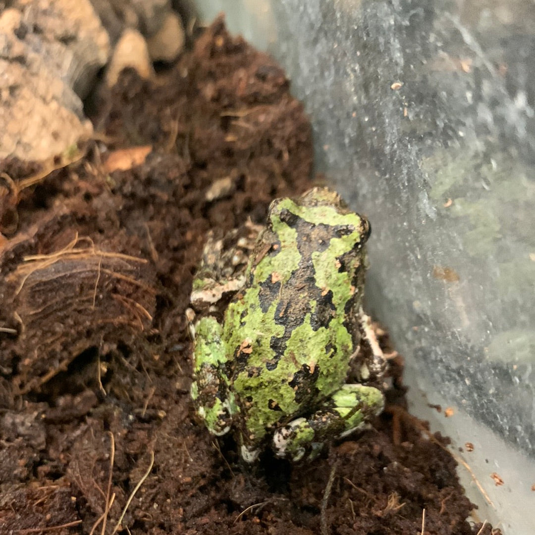 Grenouille marbrée de Madagascar