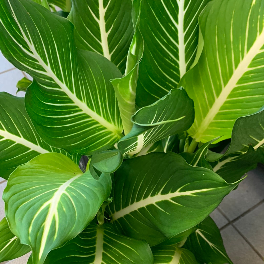 dieffenbachia sterling Dieffenbachia Sterling