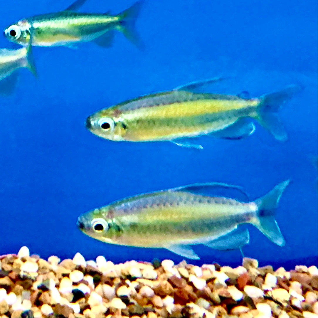 Tétra doré du Congo