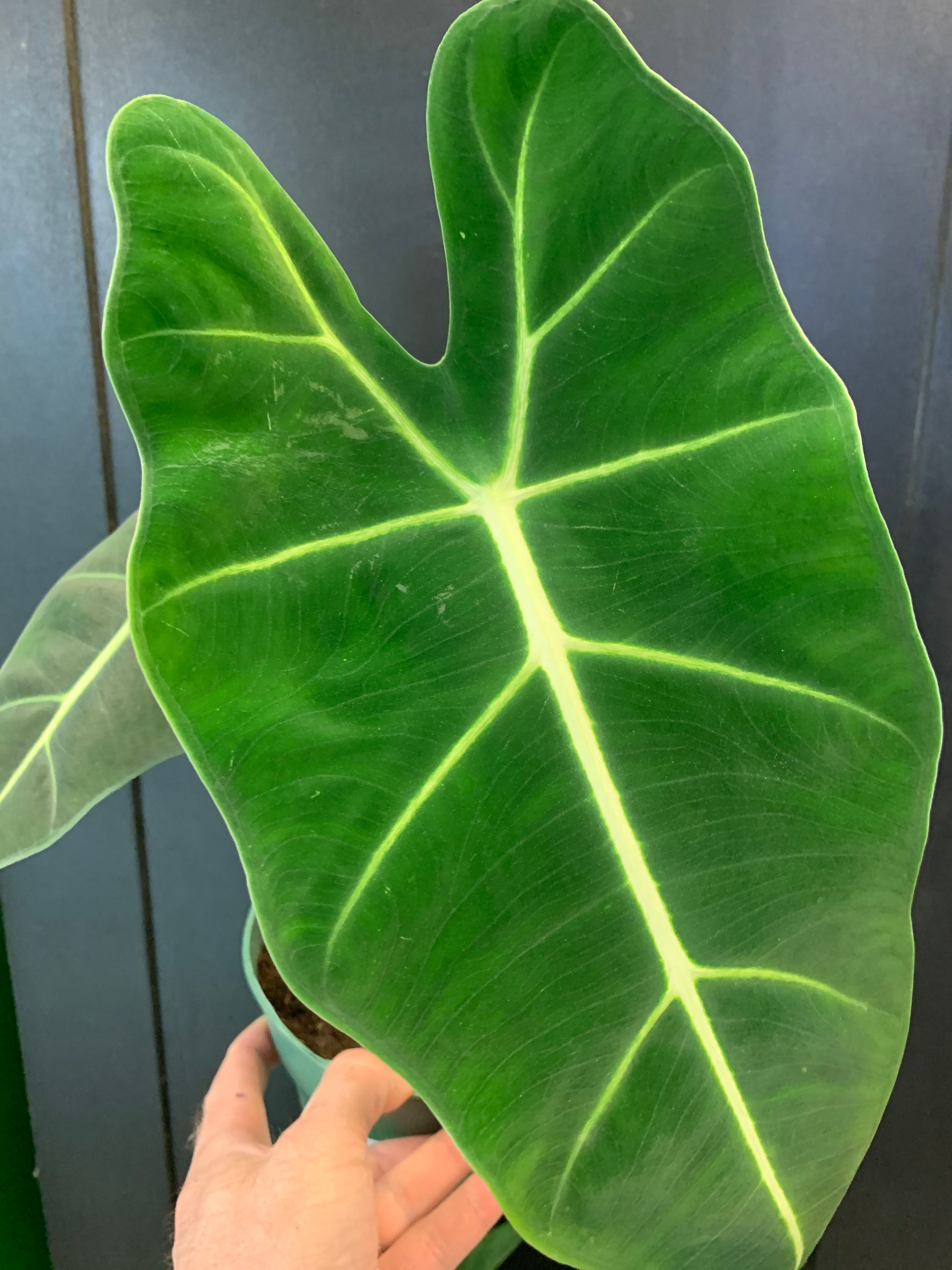 Alocasia Frydek