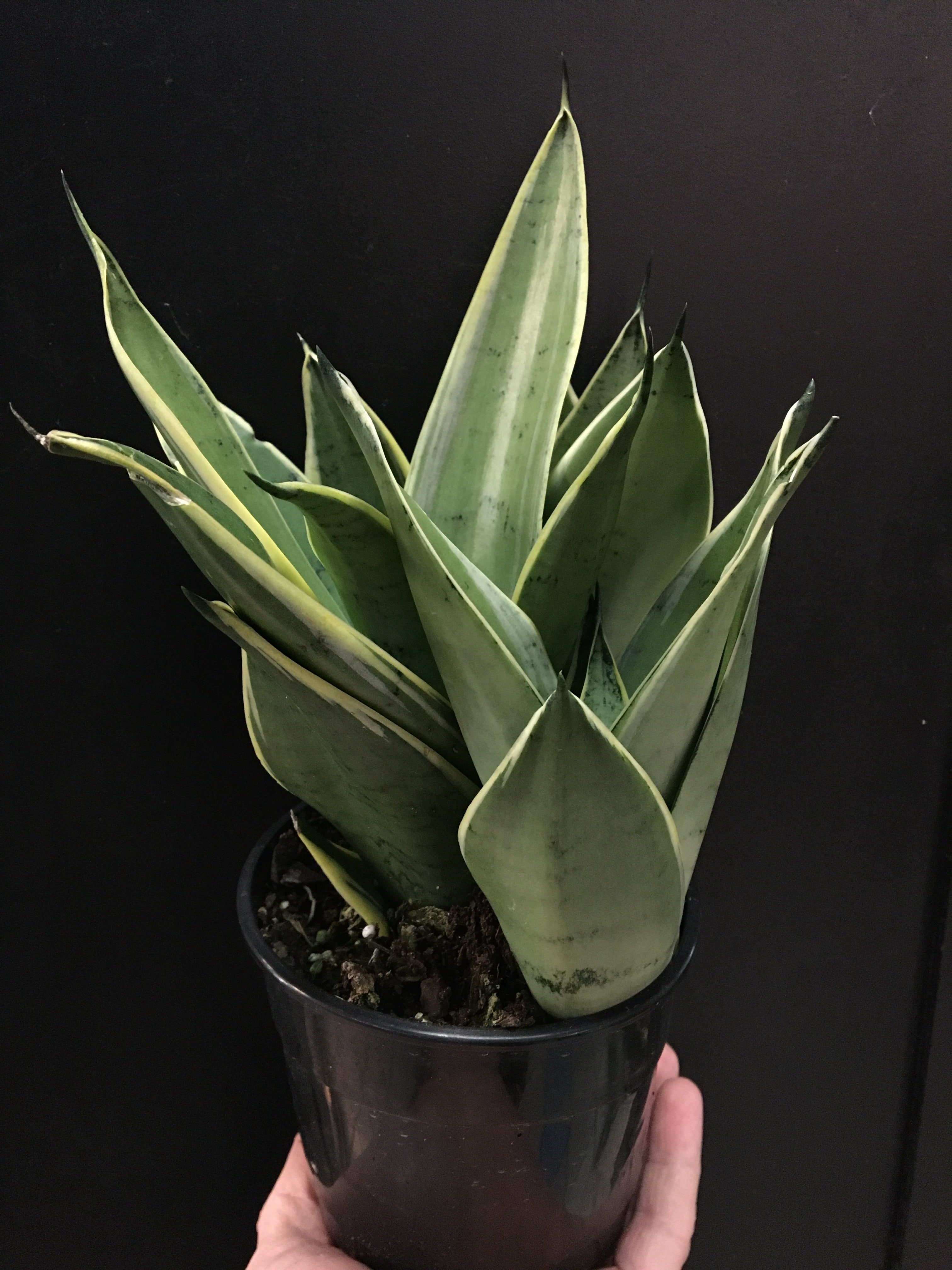 night owl snake plant care Sansevieria 'Night Owl'