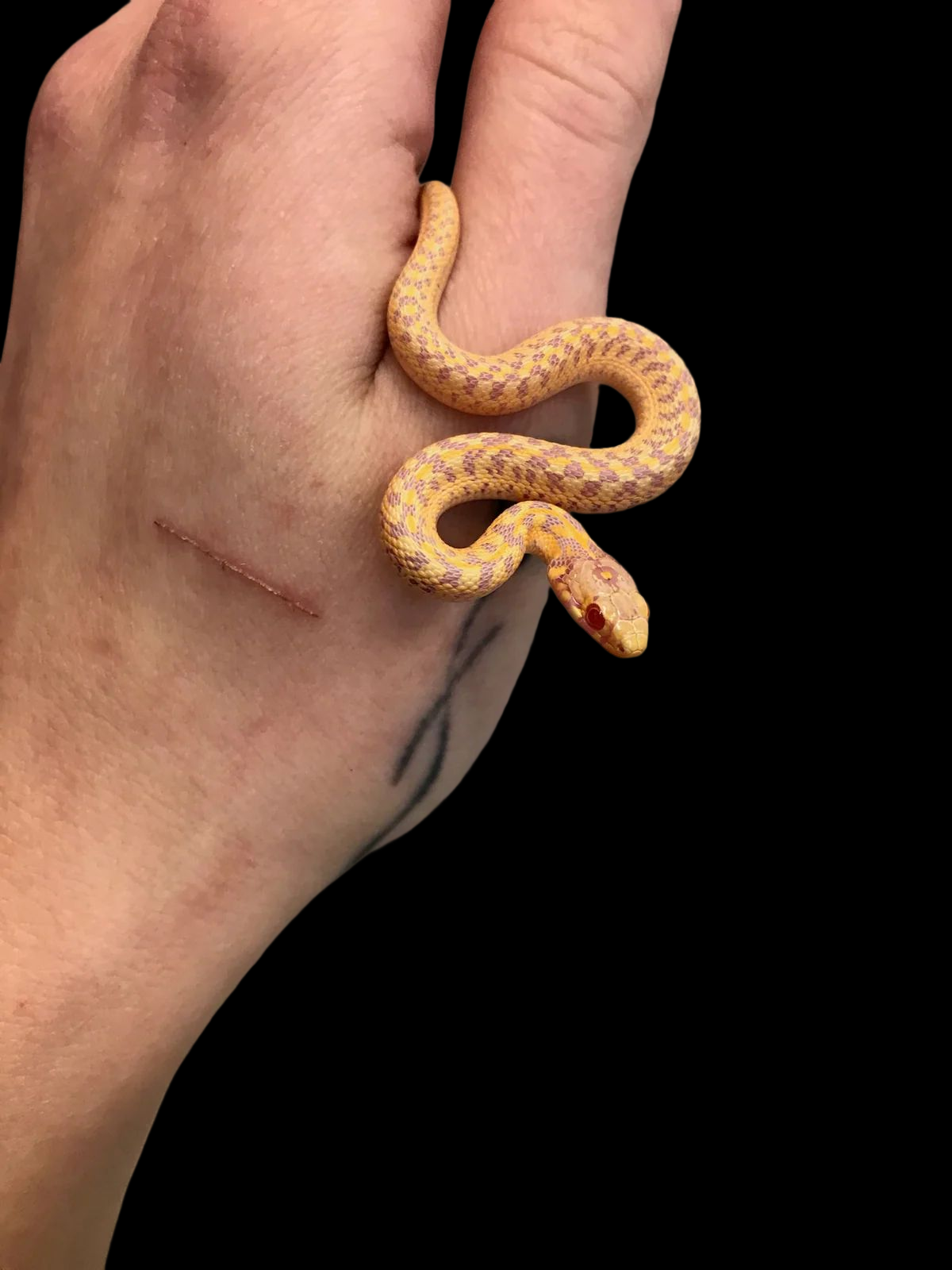 Checkered Garter Snake (Albino) Female