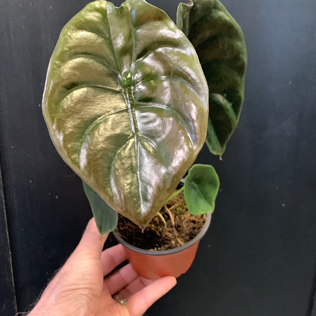 Alocasia cuprea Red Secret