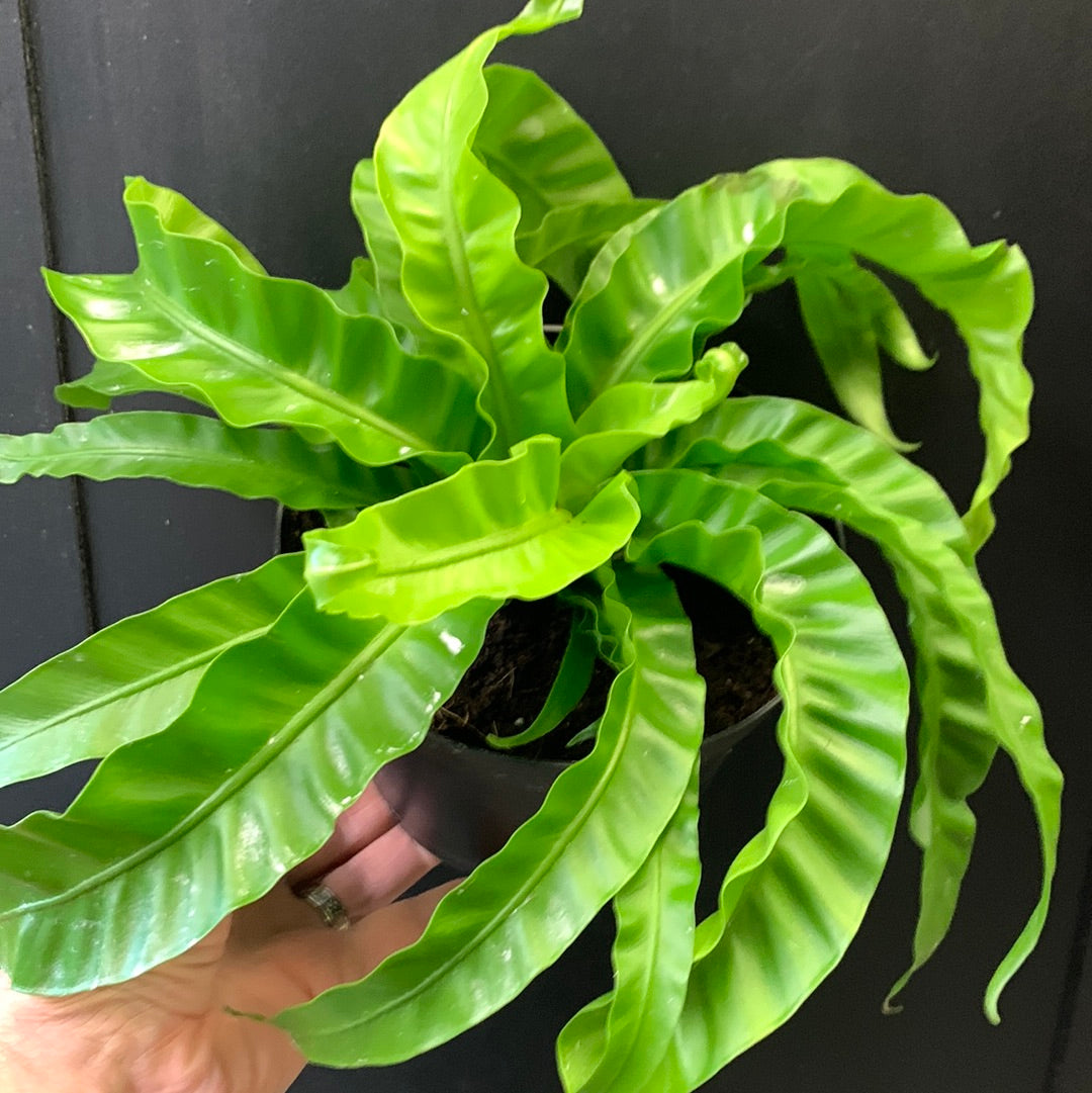 Fougère nid d'oiseau ouragan