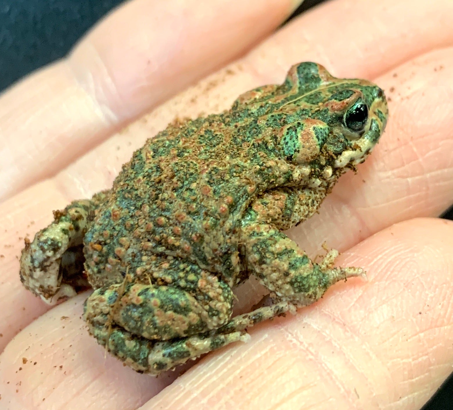 Moroccan Green Toad (Barbarophryne brongersmai)