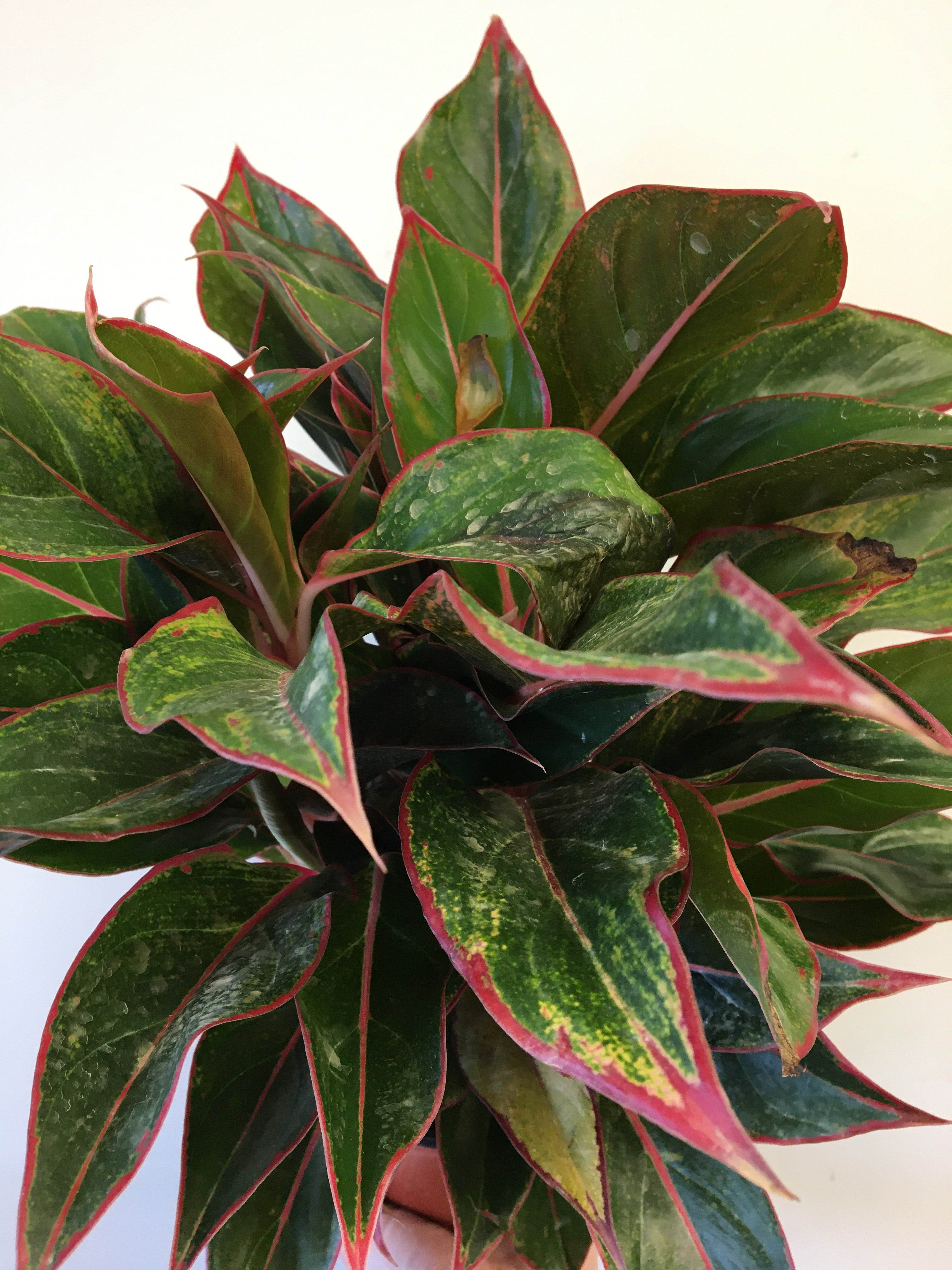 Aglaonema Red Siam