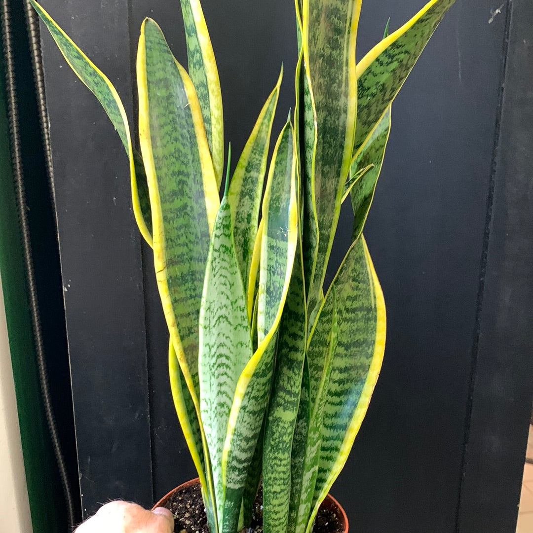 Sansevieria laurentii