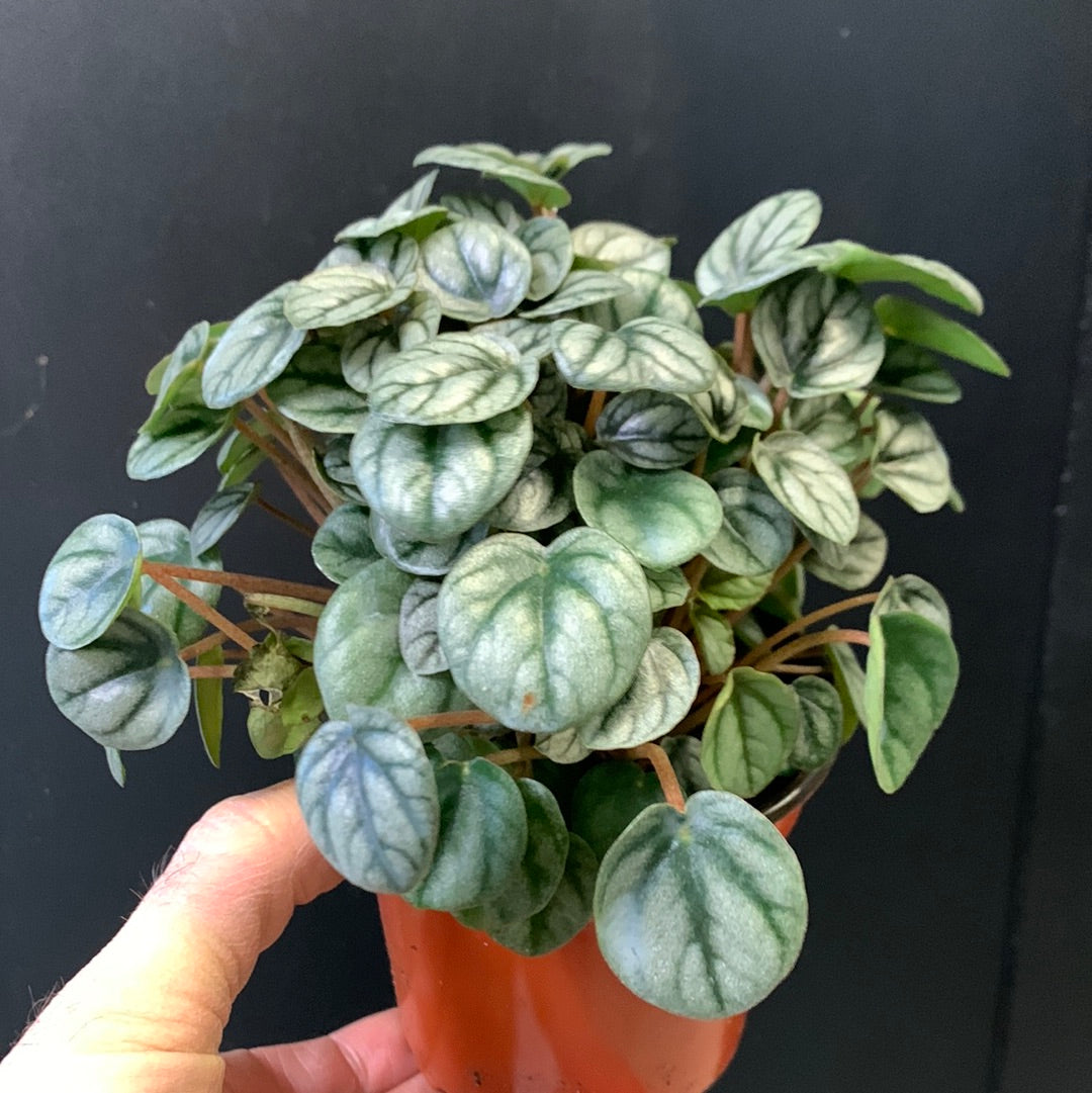 Peperomia Little Toscana