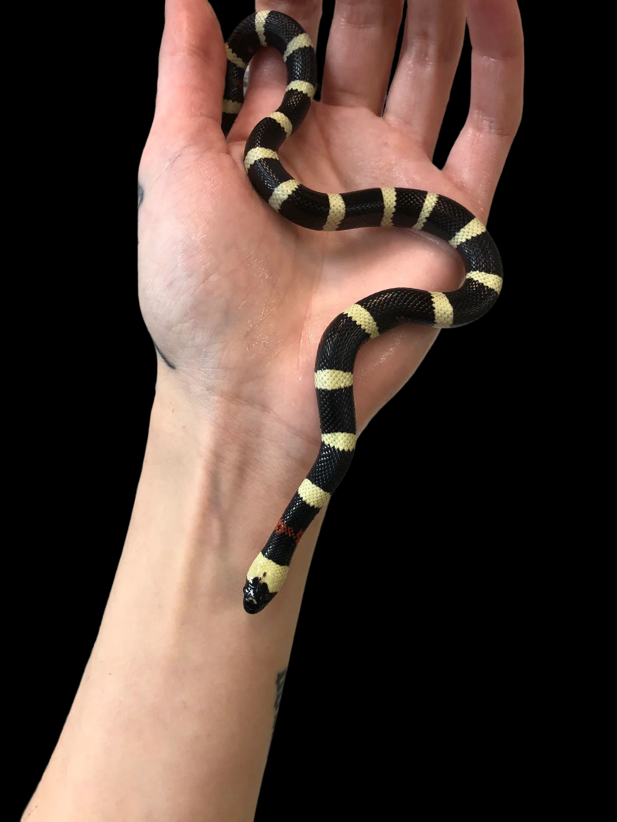 Pueblan Milksnake (Oreo)
