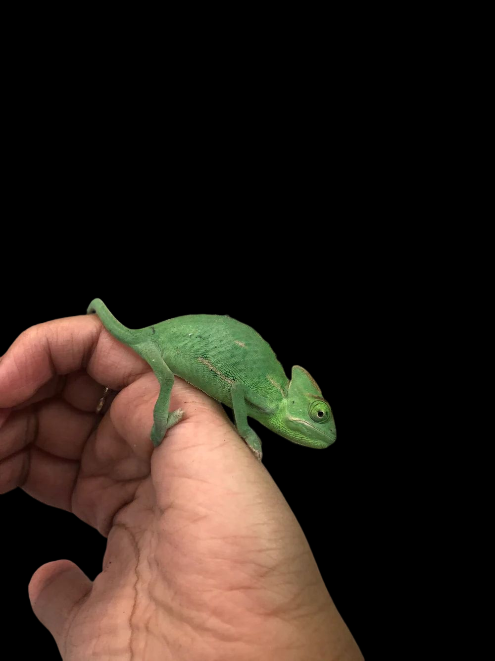 Chameleon kit online for sale