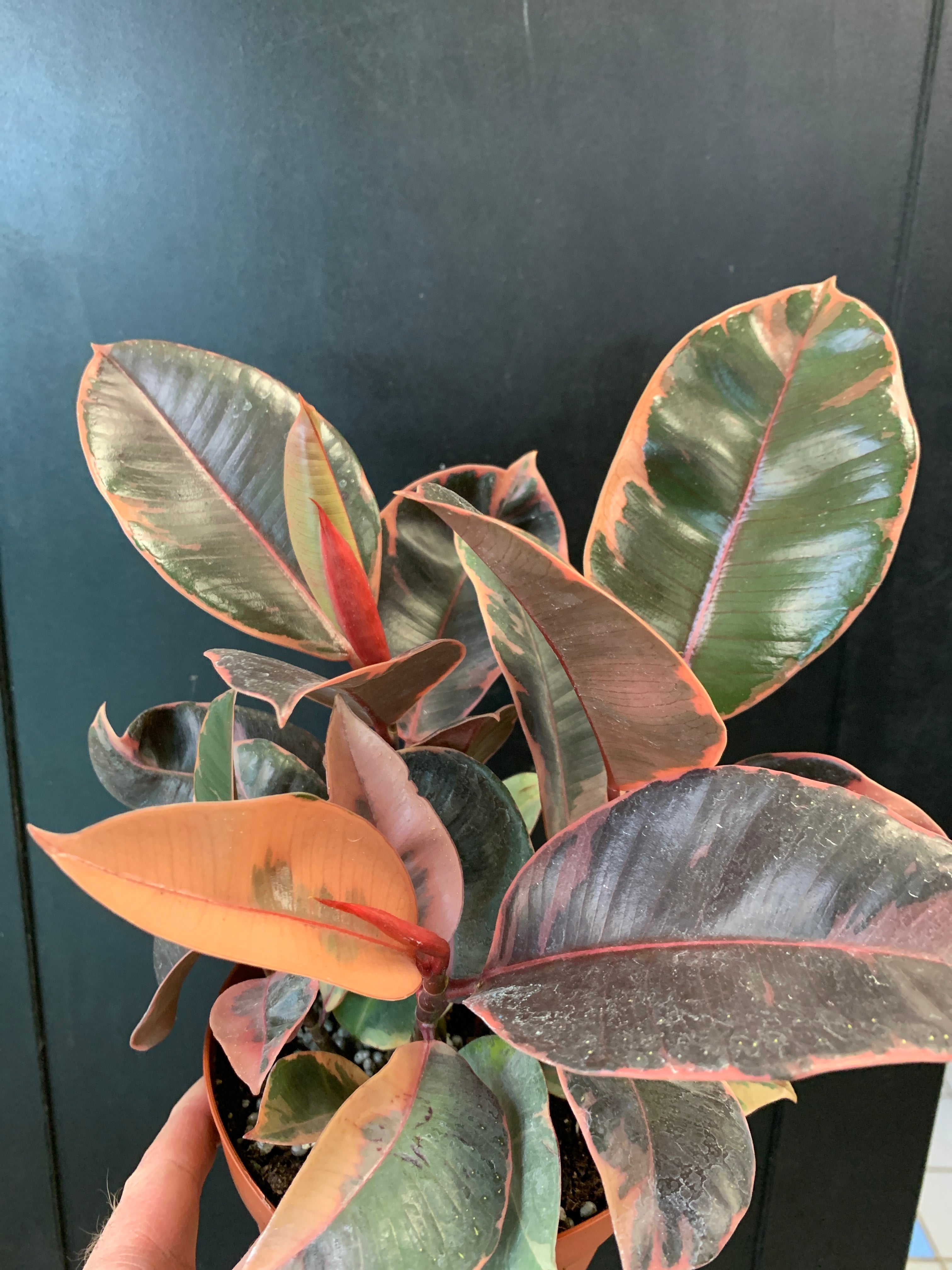 Ficus elastica 'Ruby Red'