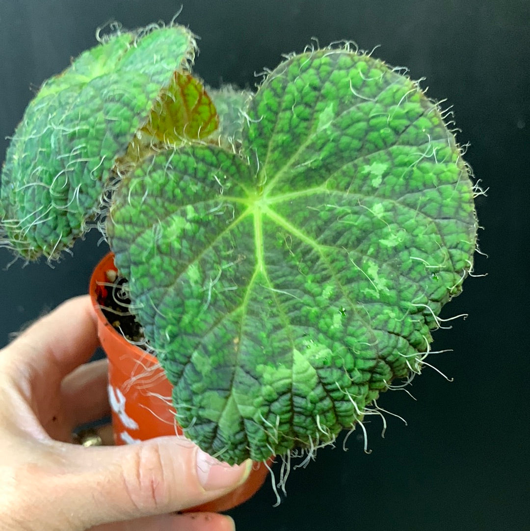 Bégonia longiciliata 'Sizemoreae'