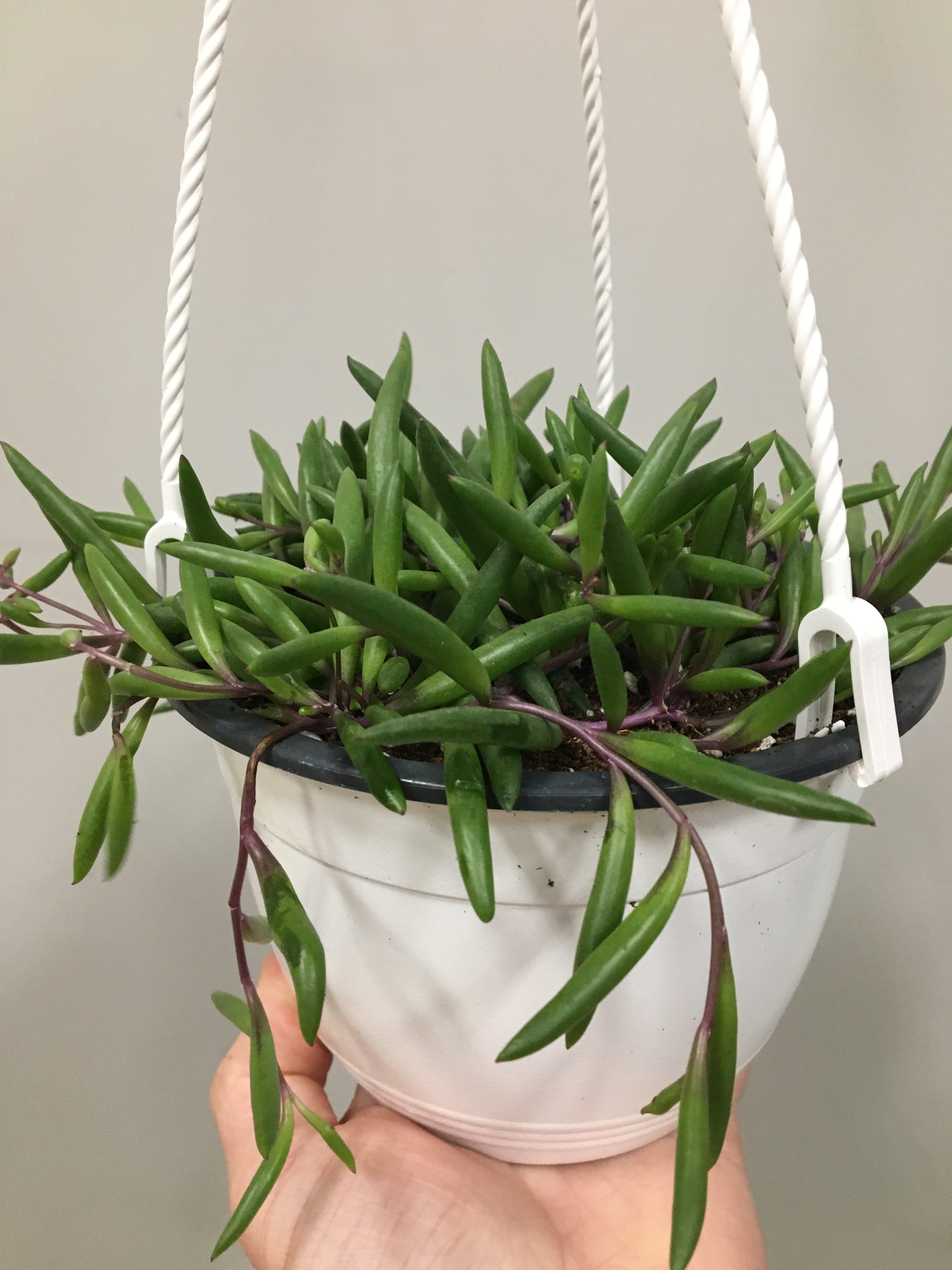 Senecio 'Collier de rubis'