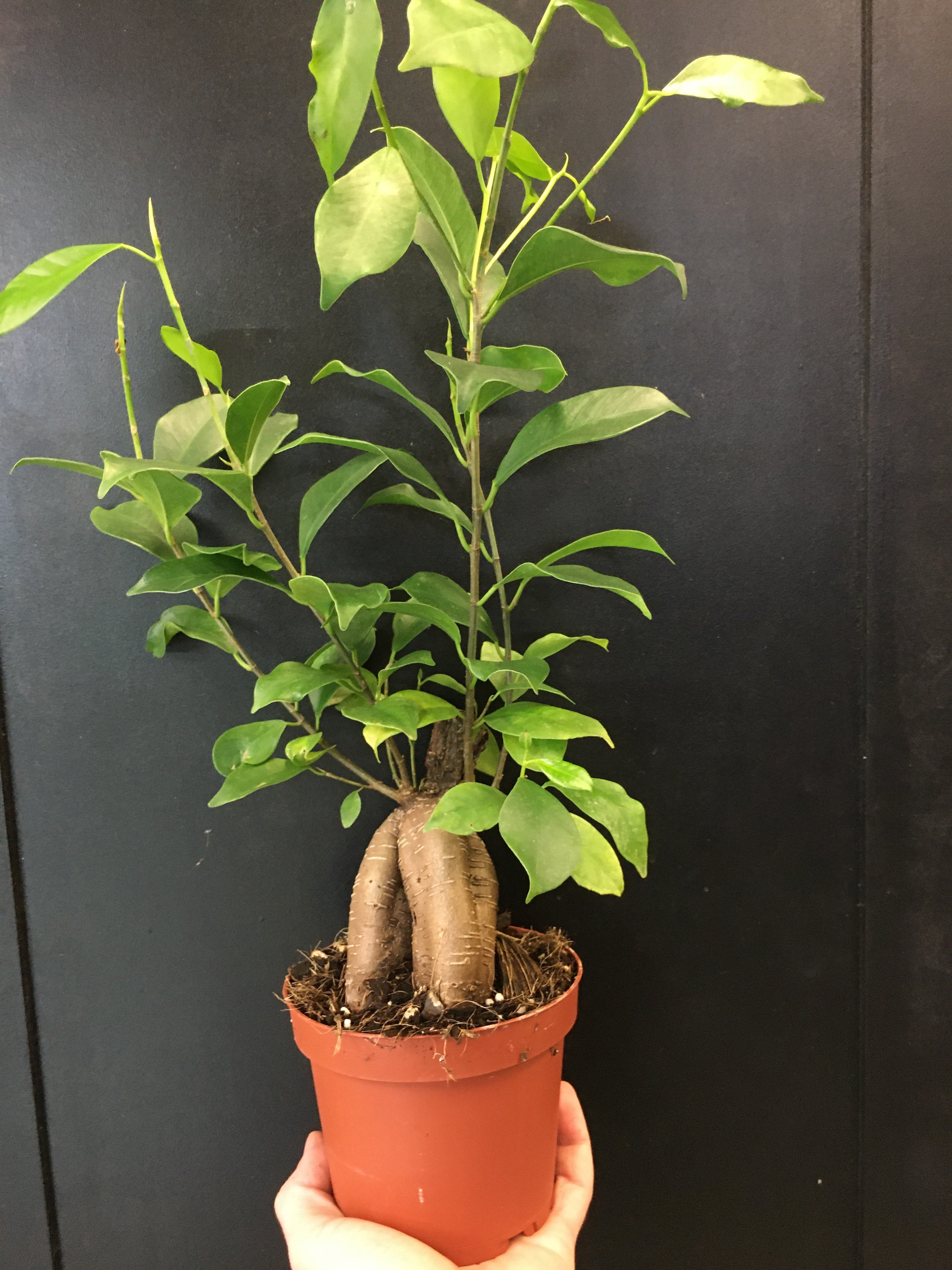 Bonsaï Ficus 'Ginseng'