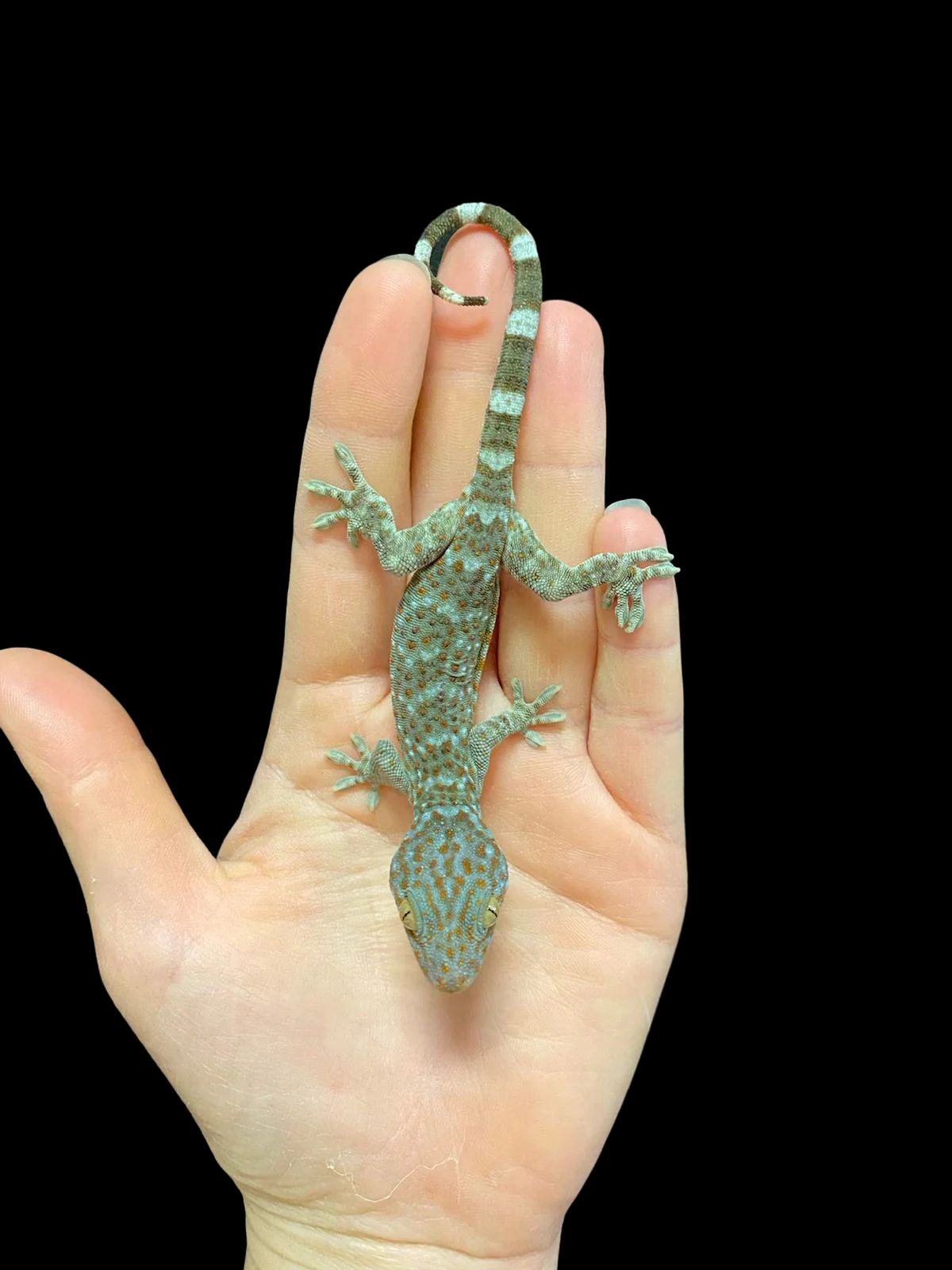 Gecko Tokay (Le Granit)