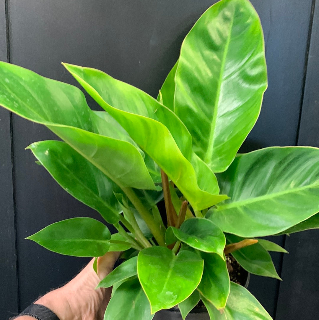 millions philodendron Philodendron Millions