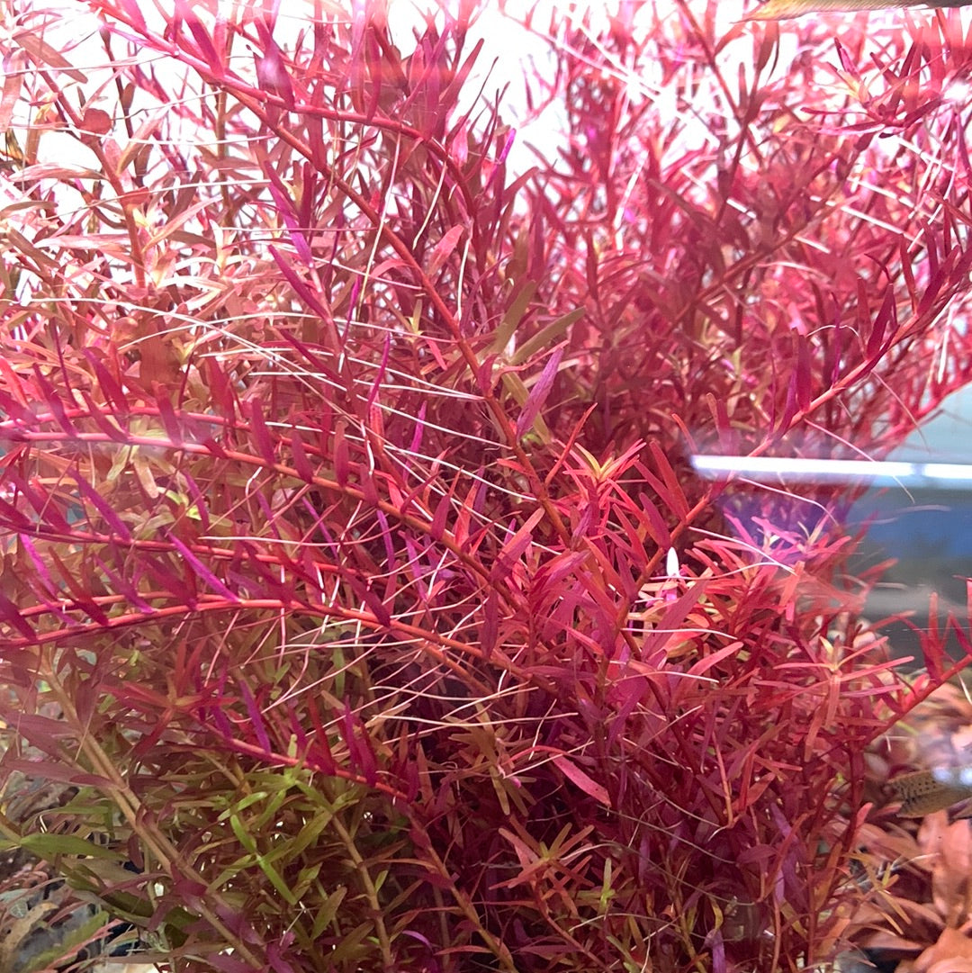 Rotala rotundifolia Super Red - Locally Grown Potted
