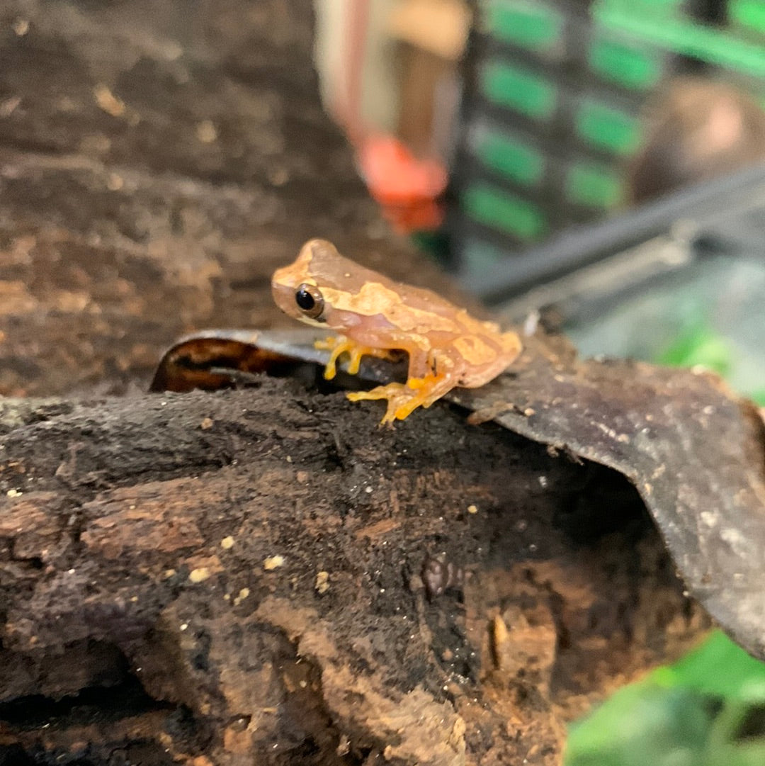 Hourglass Tree Frog (Dendrosophus ebraccatus)
