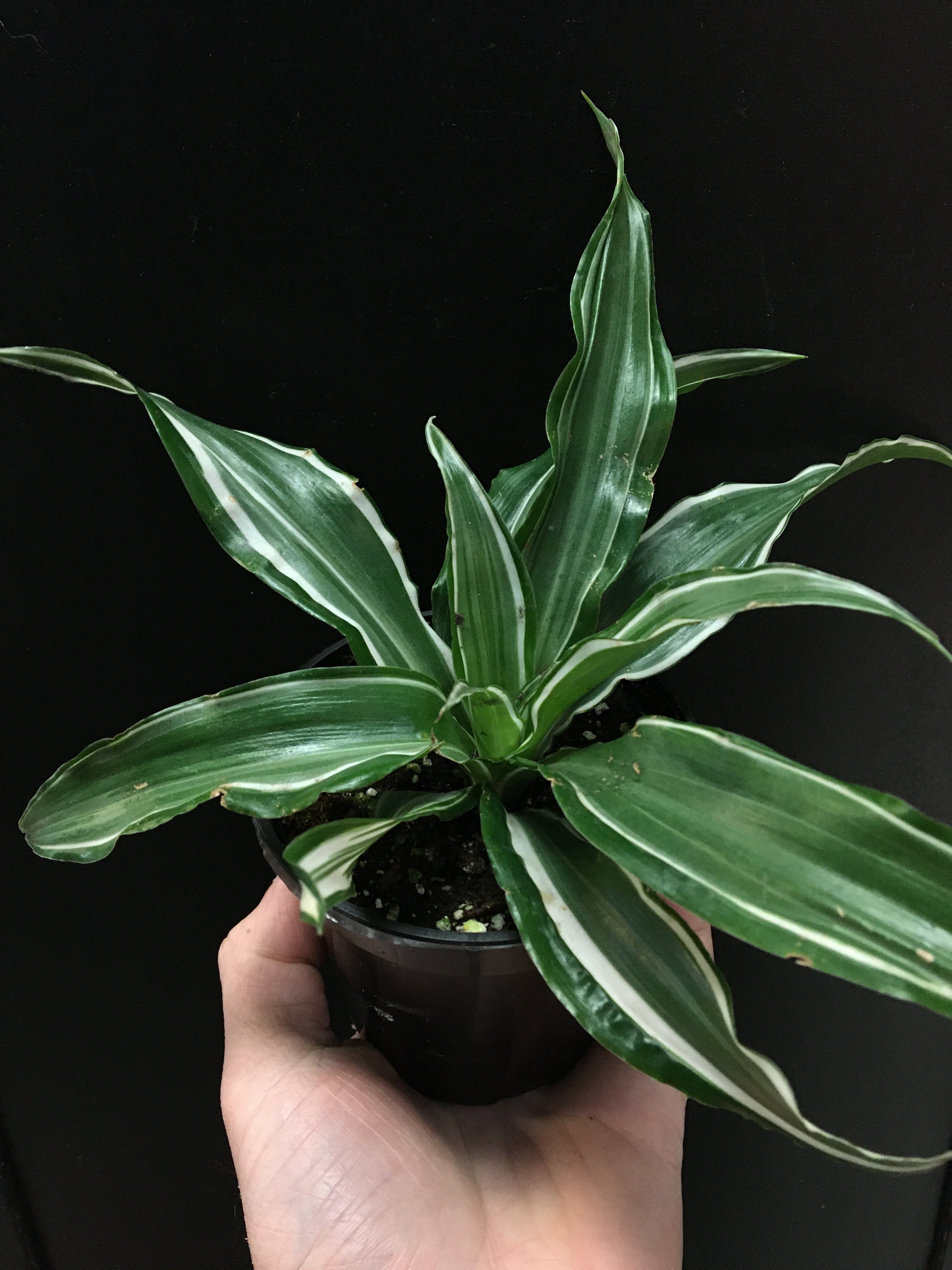 Dracaena 'Warneckii'