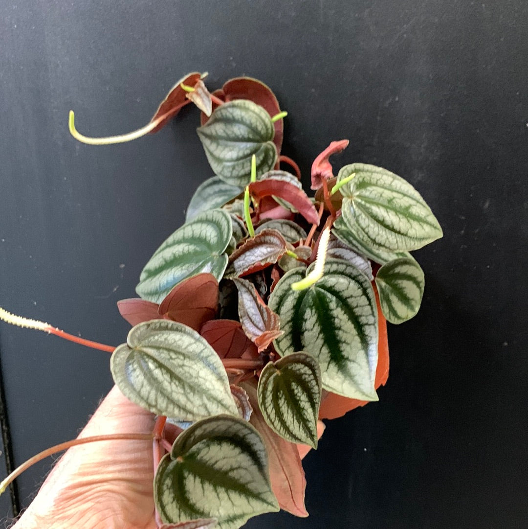 Peperomia turboensis