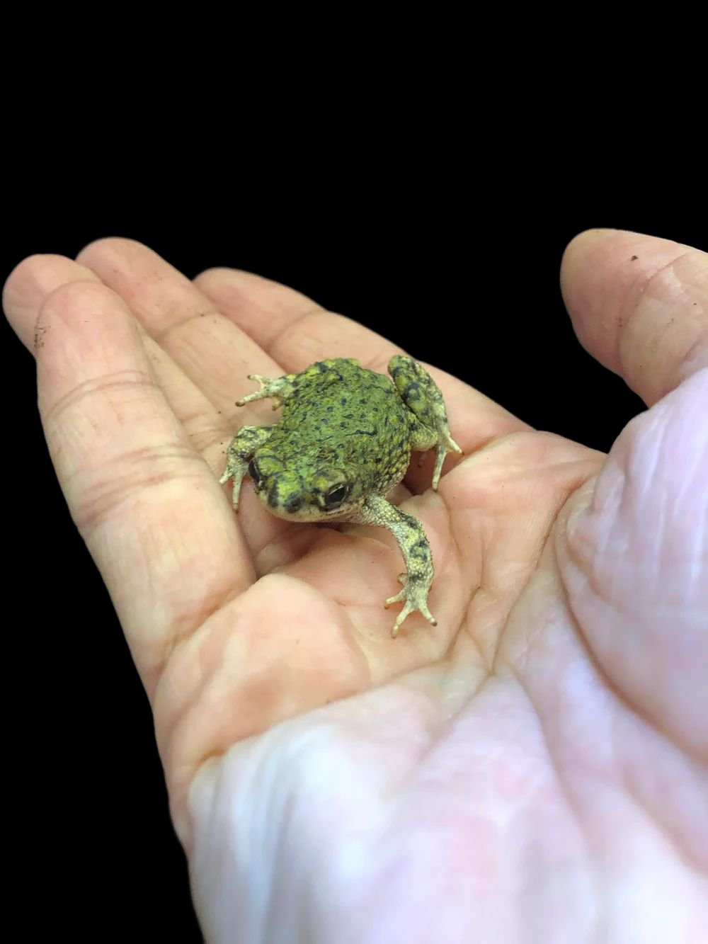 Western Green Toad