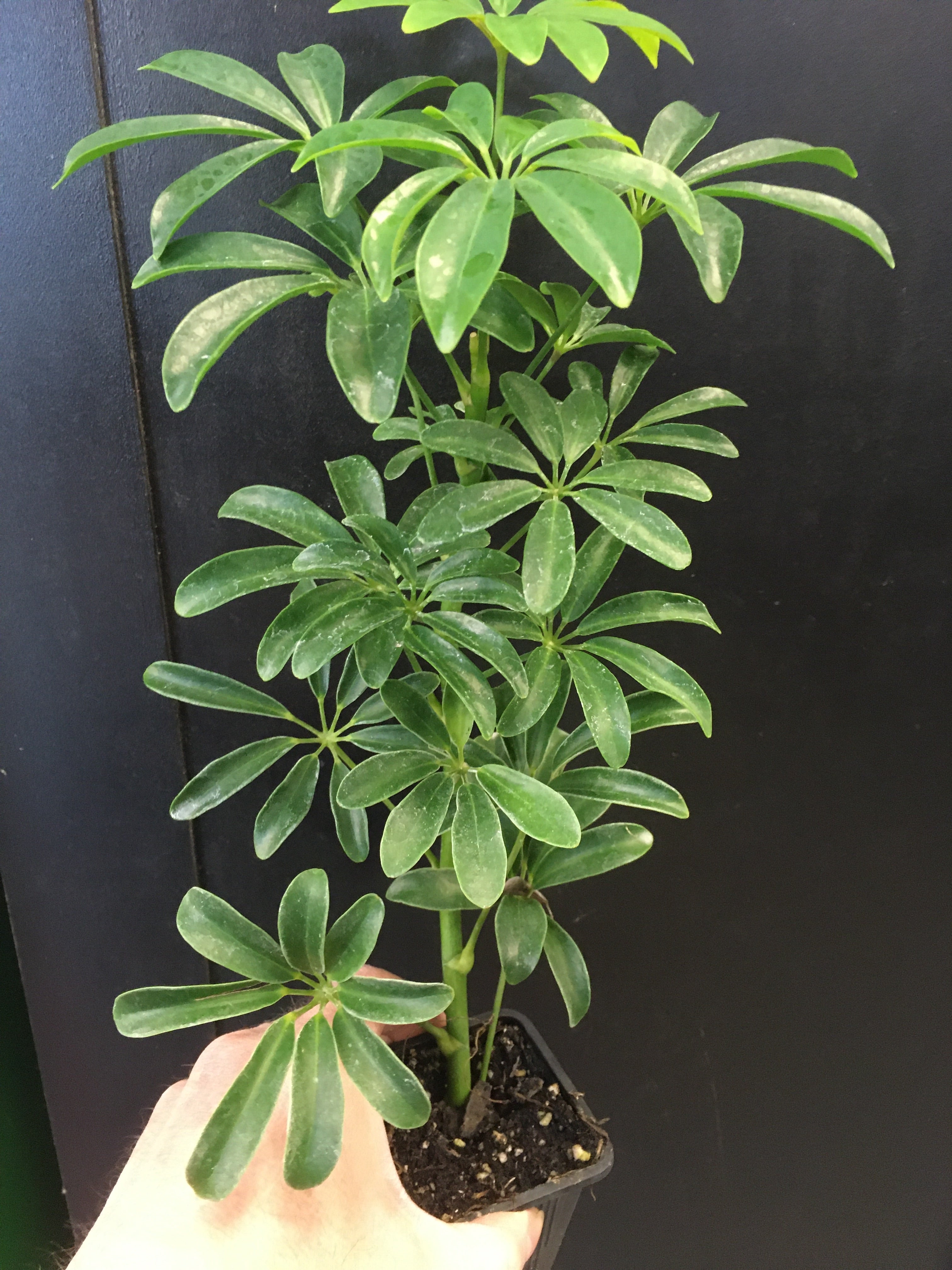 Schefflera arboricola