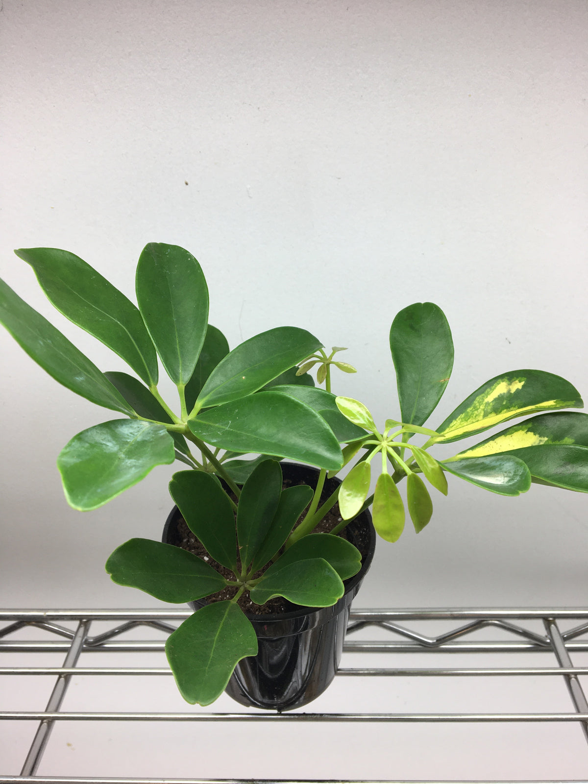 Schefflera arboricola (panaché)