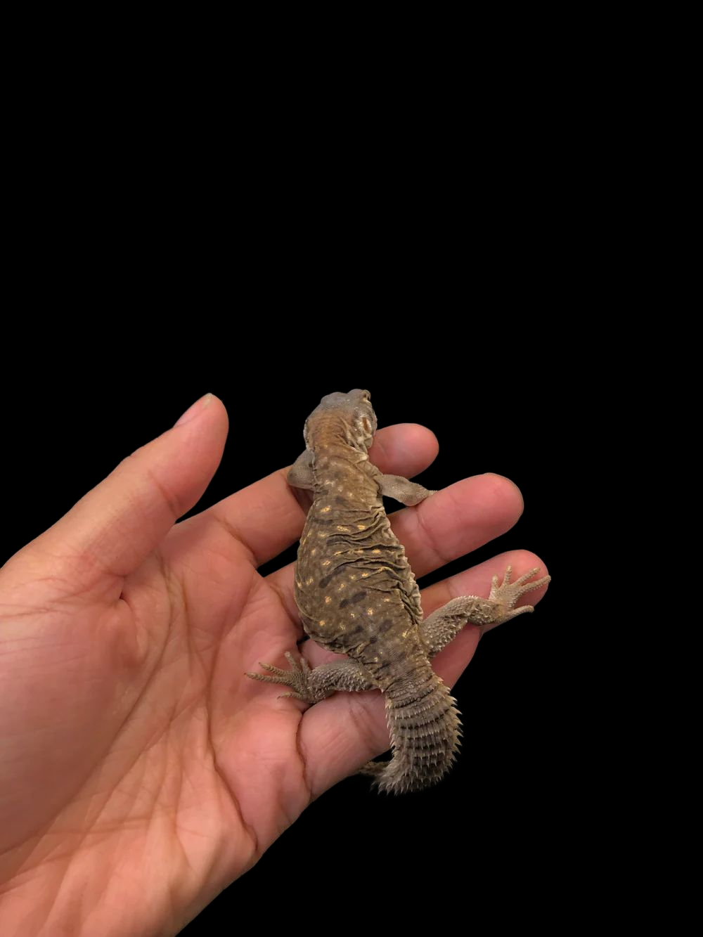 Uromastyx égyptien