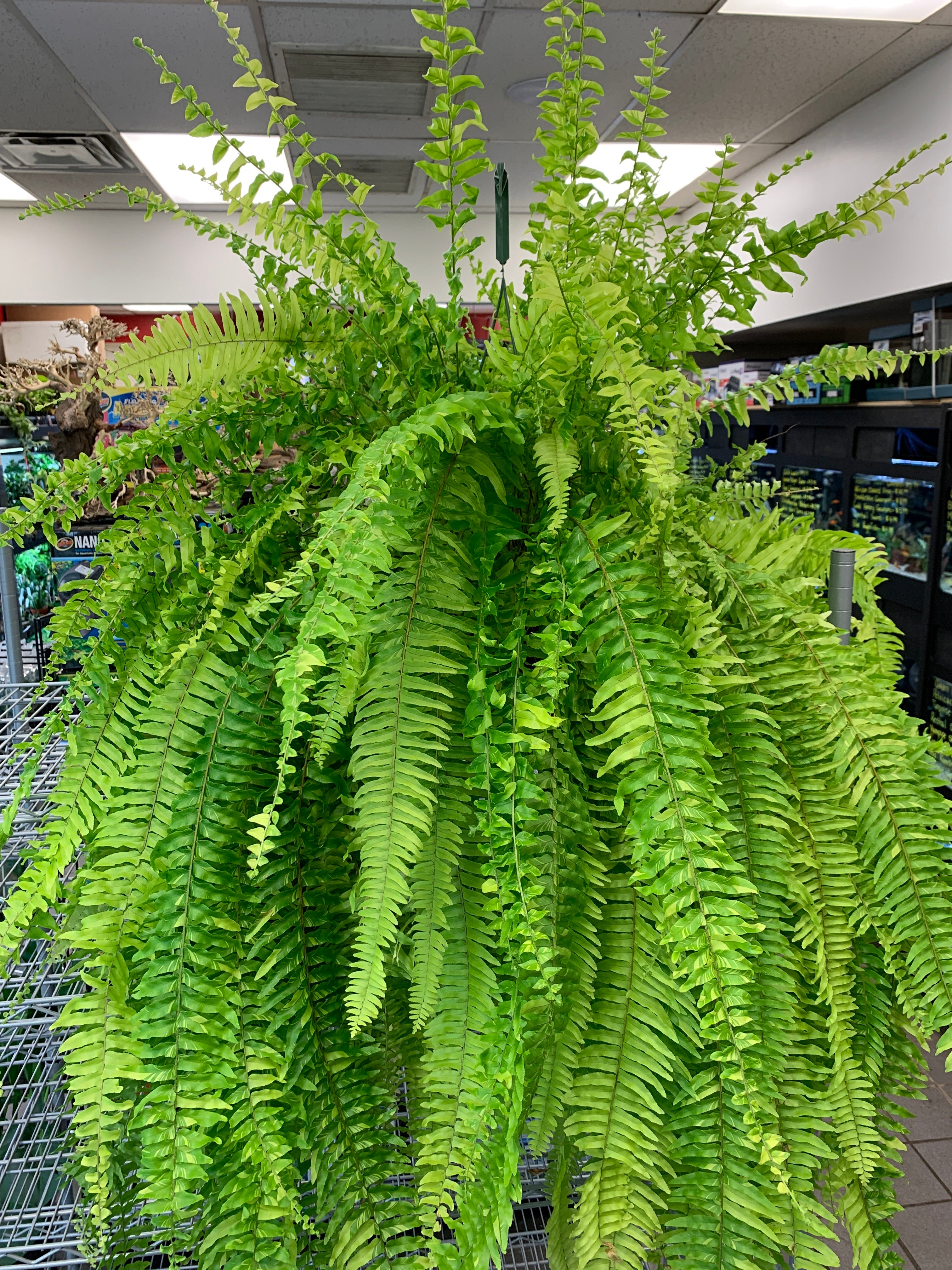 Tiger Stripe Boston Fern